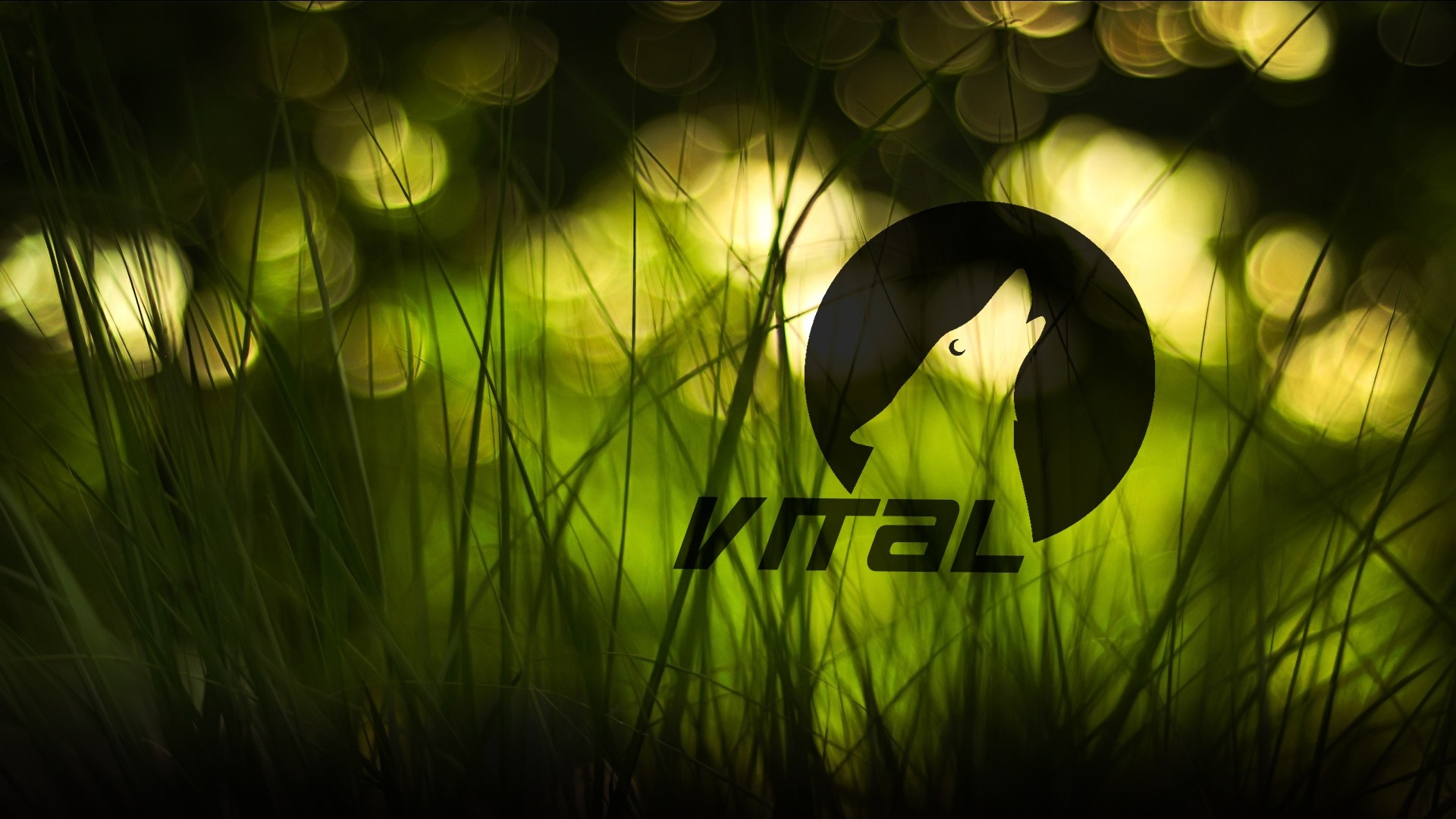 Vital logo with wolf howling at moon over grass HD Wallpaper