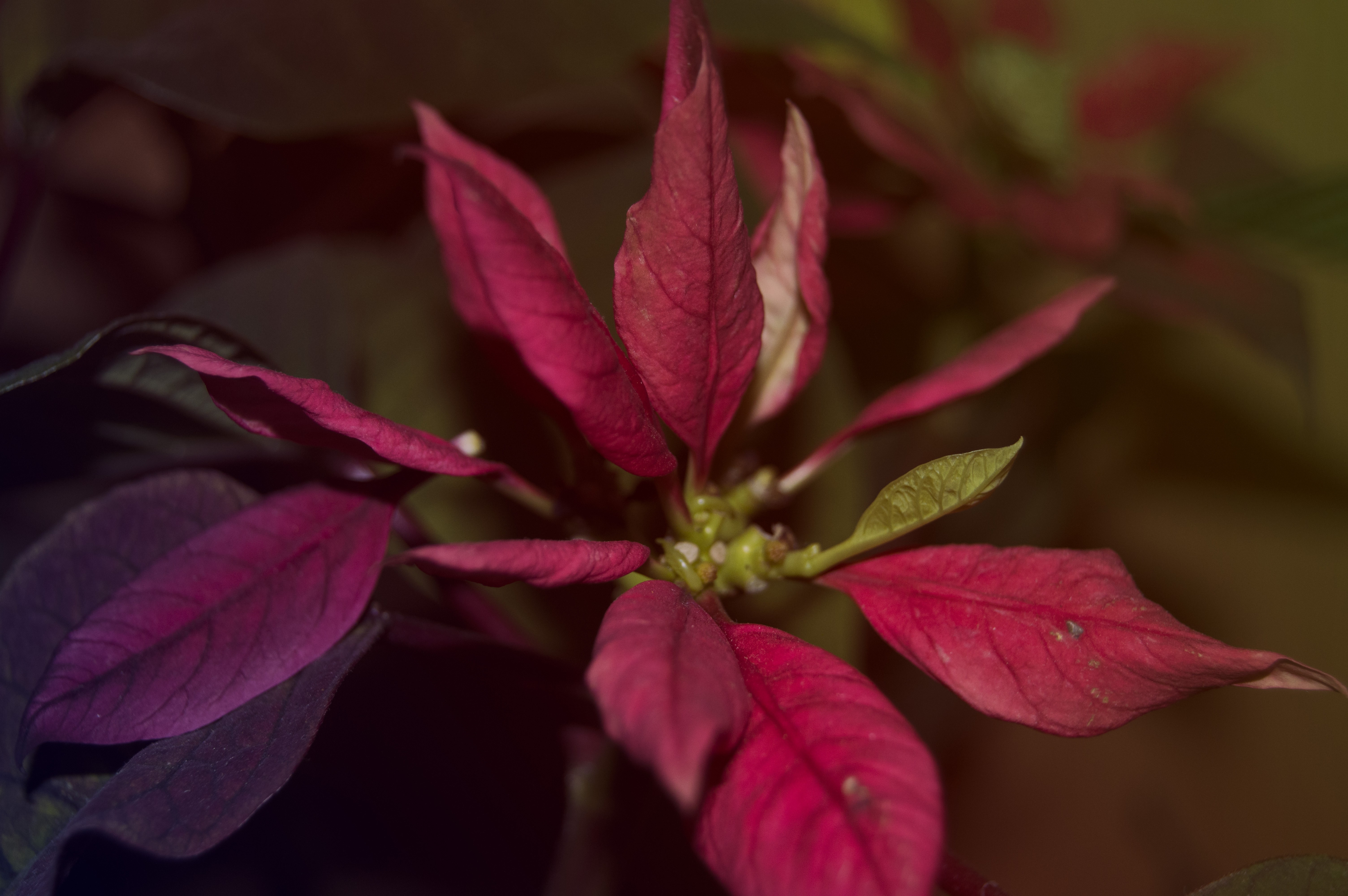 Close up of red and green poinsettia leaves HD Wallpaper