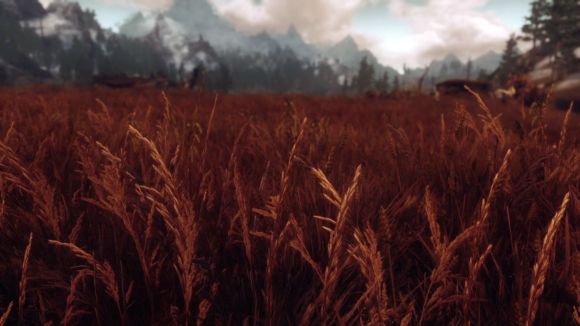 Wheat field in The Elder Scrolls V Skyrim HD Wallpaper