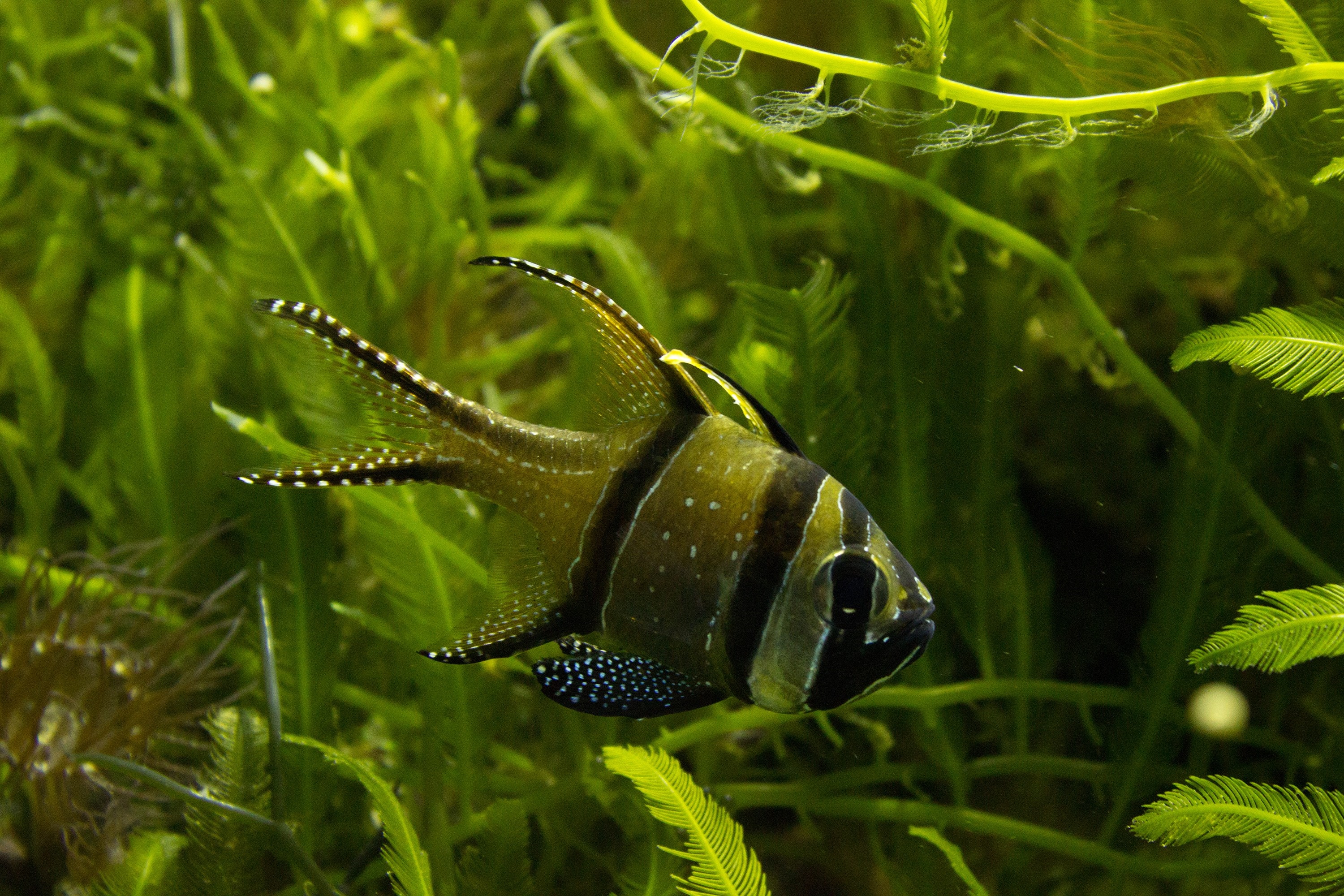 Banggai Cardinalfish swimming in green aquatic plants HD Wallpaper