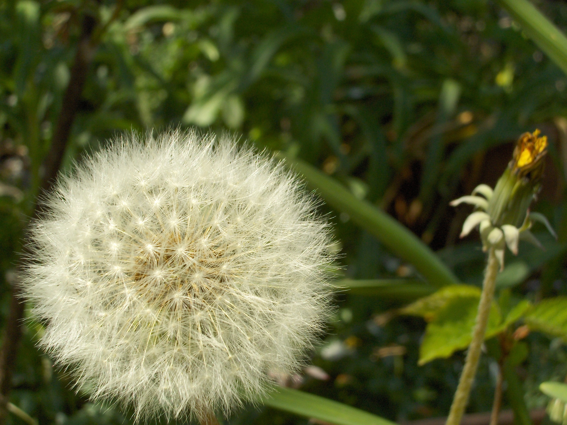 Close up of a dandelion seed head with a bud HD Wallpaper