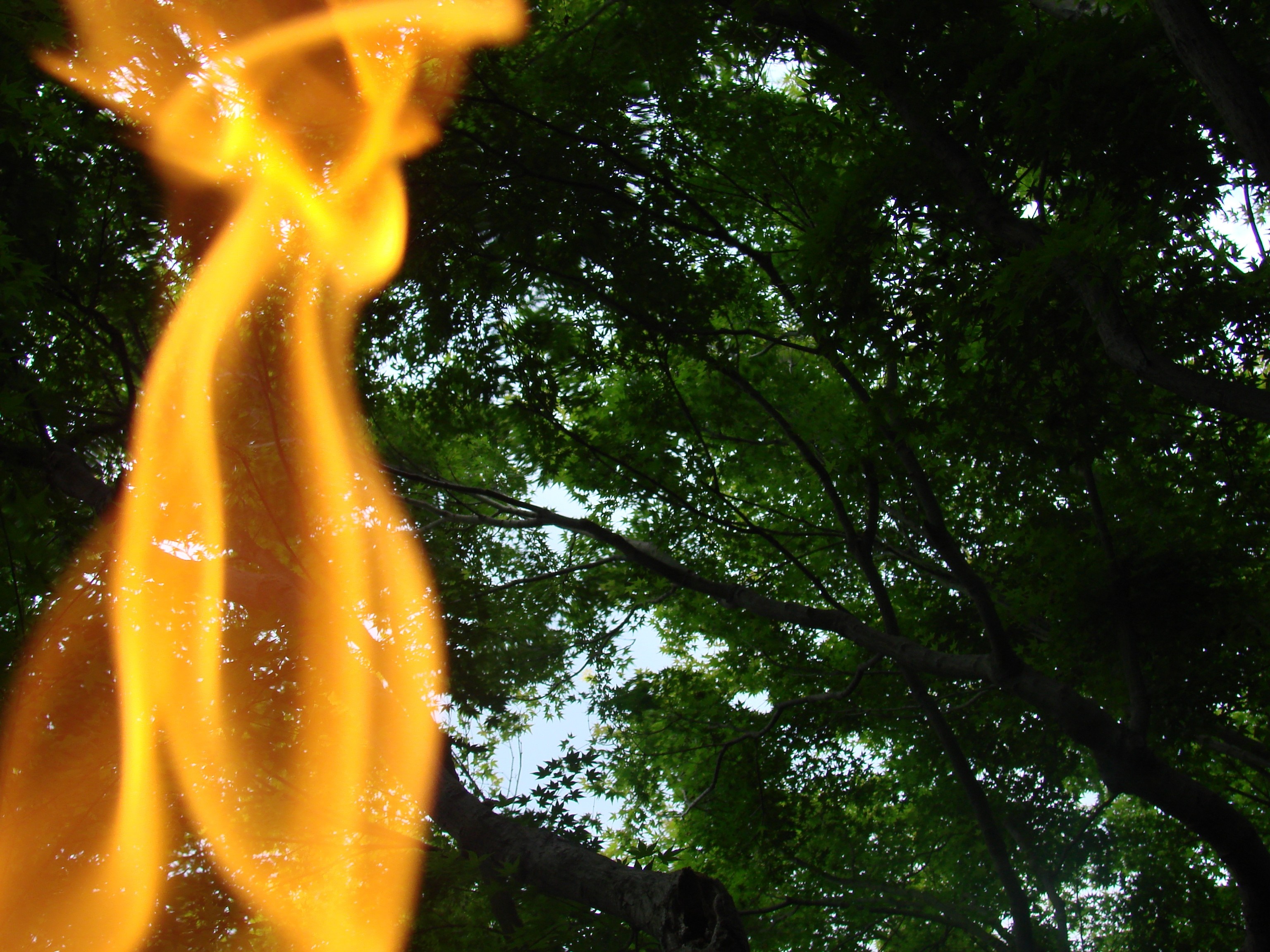 Fire flames superimposed over green trees HD Wallpaper