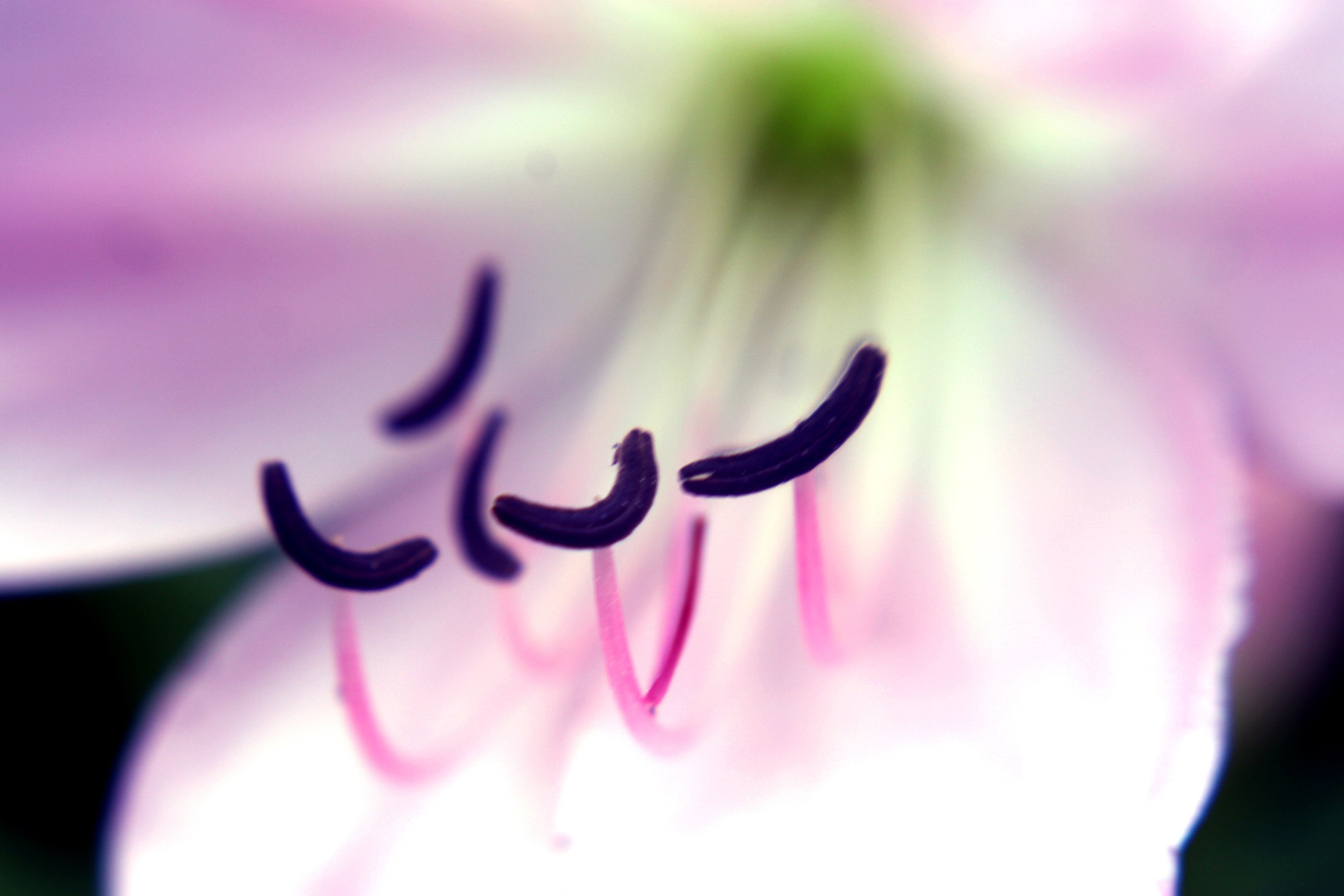 Close up of purple and pink flower stamens HD Wallpaper