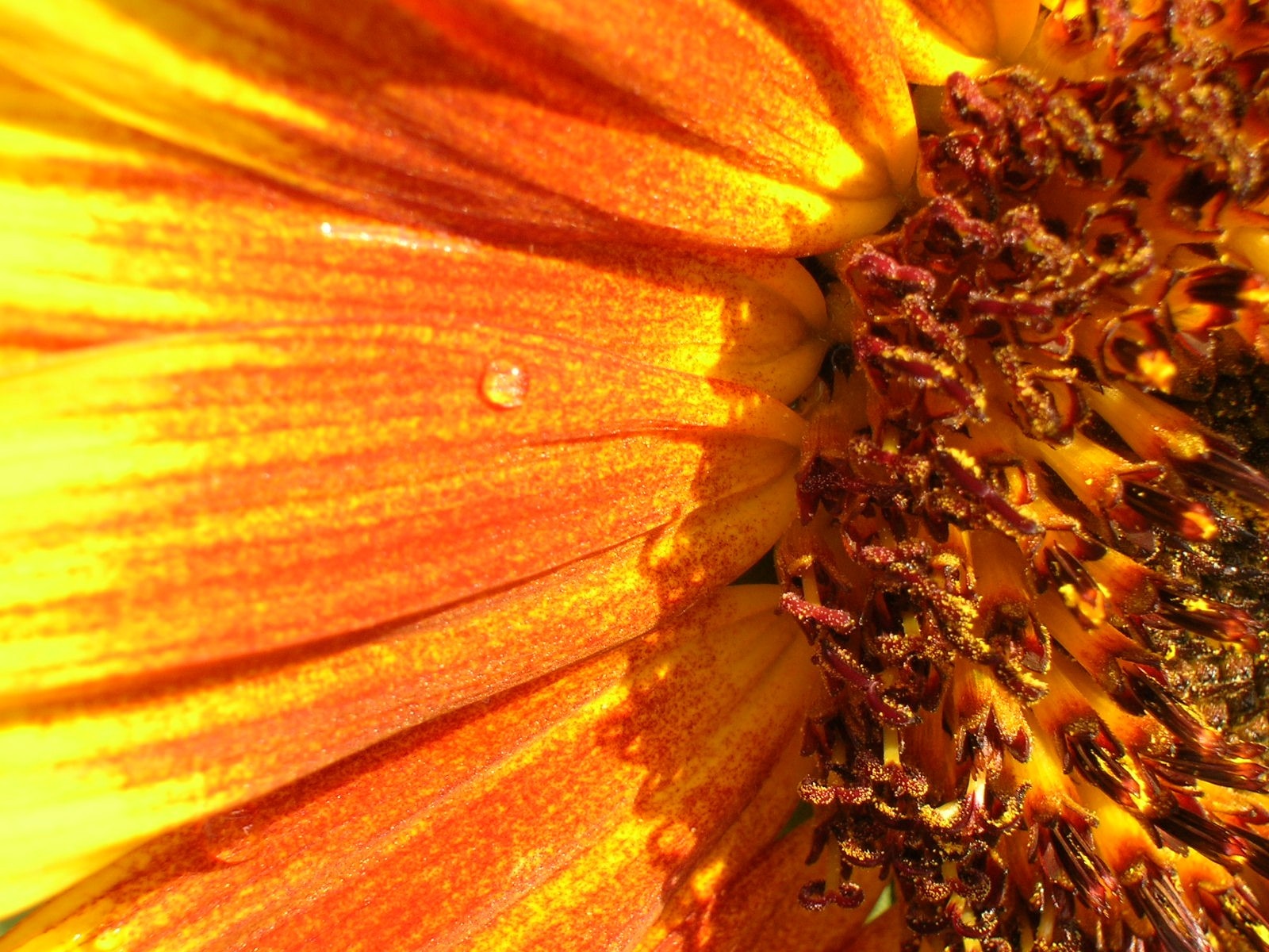 Close-up of a sunflower petal with water droplet HD Wallpaper
