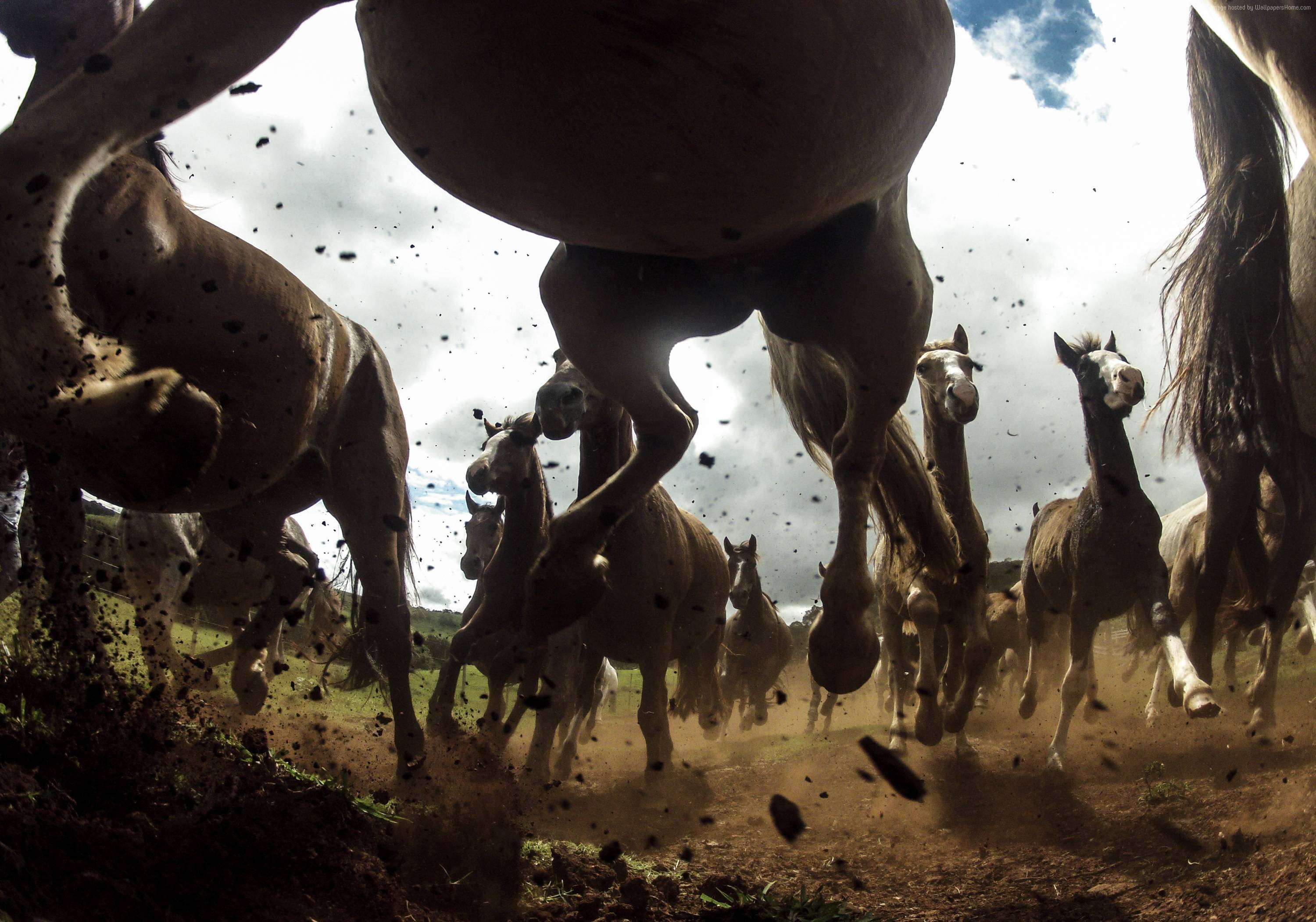 Horses running in a herd HD Wallpaper