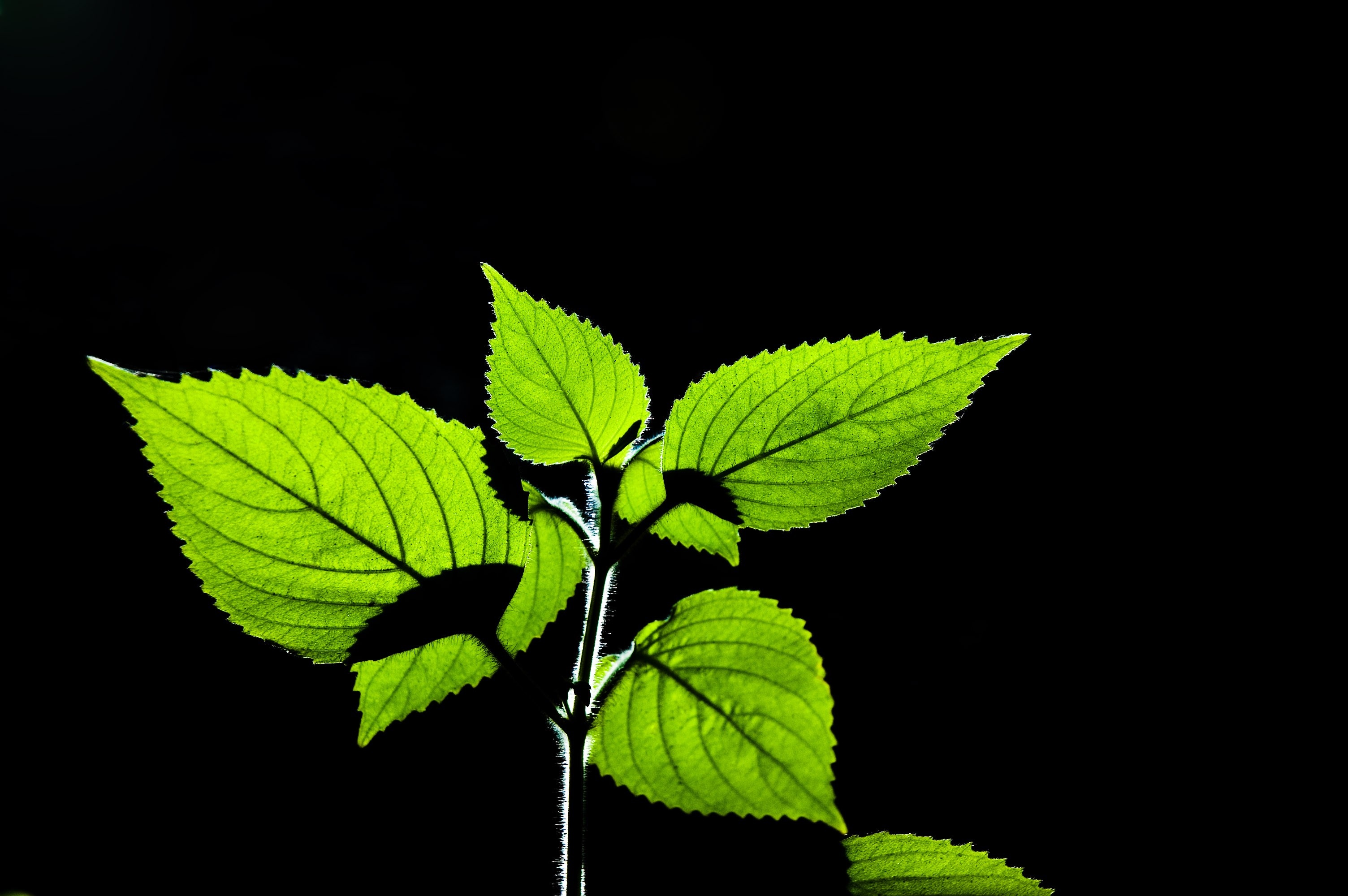 Green leaves of a plant backlit against black HD Wallpaper