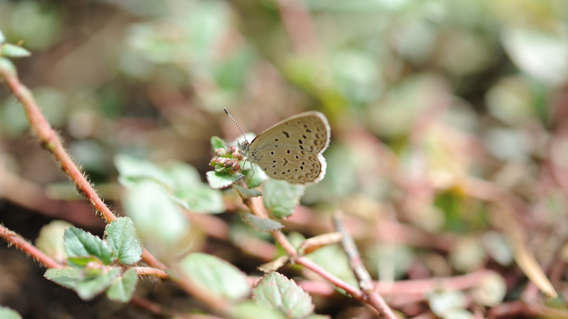A small butterfly rests on a plant with green leaves HD Wallpaper
