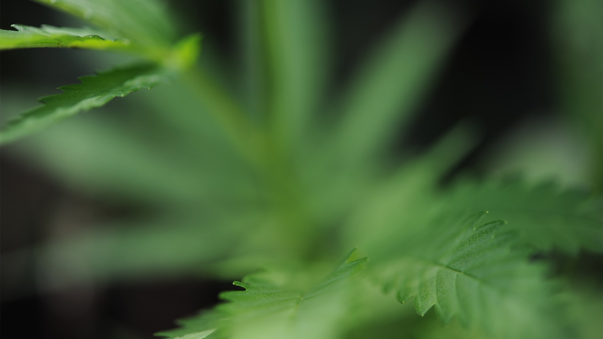 Close up of a green cannabis leaf HD Wallpaper