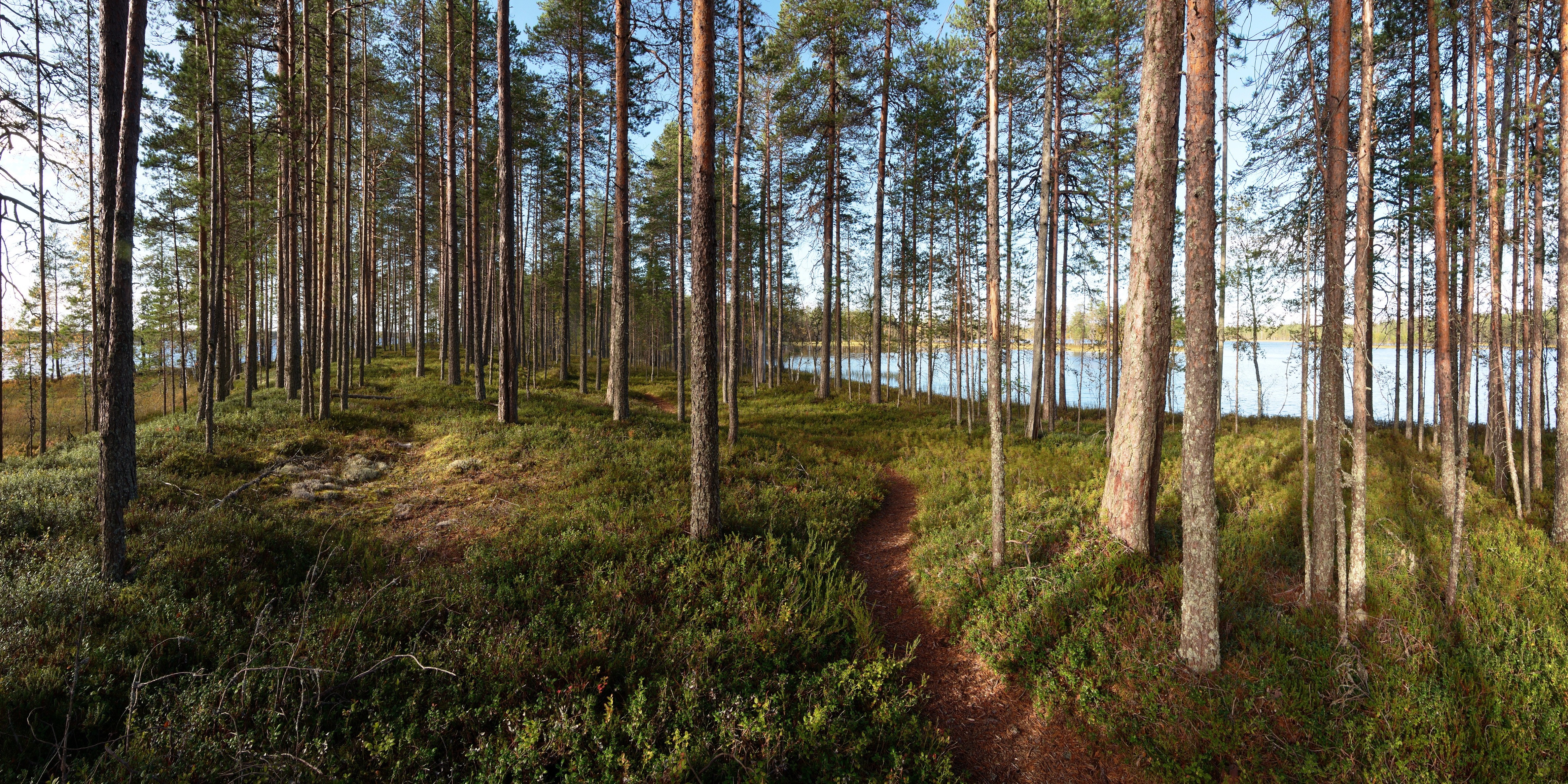 landscape, forest, dirt road, spruce, wilderness, path, swamp, conifer, wetland, tree, autumn, plant, trail, meadow, woodland, grove, habitat, natural environment, land plant, woody plant, ecosystem, temperate coniferous forest, biome, old growth forest, temperate broadleaf and mixed forest, deciduous, larch, bog