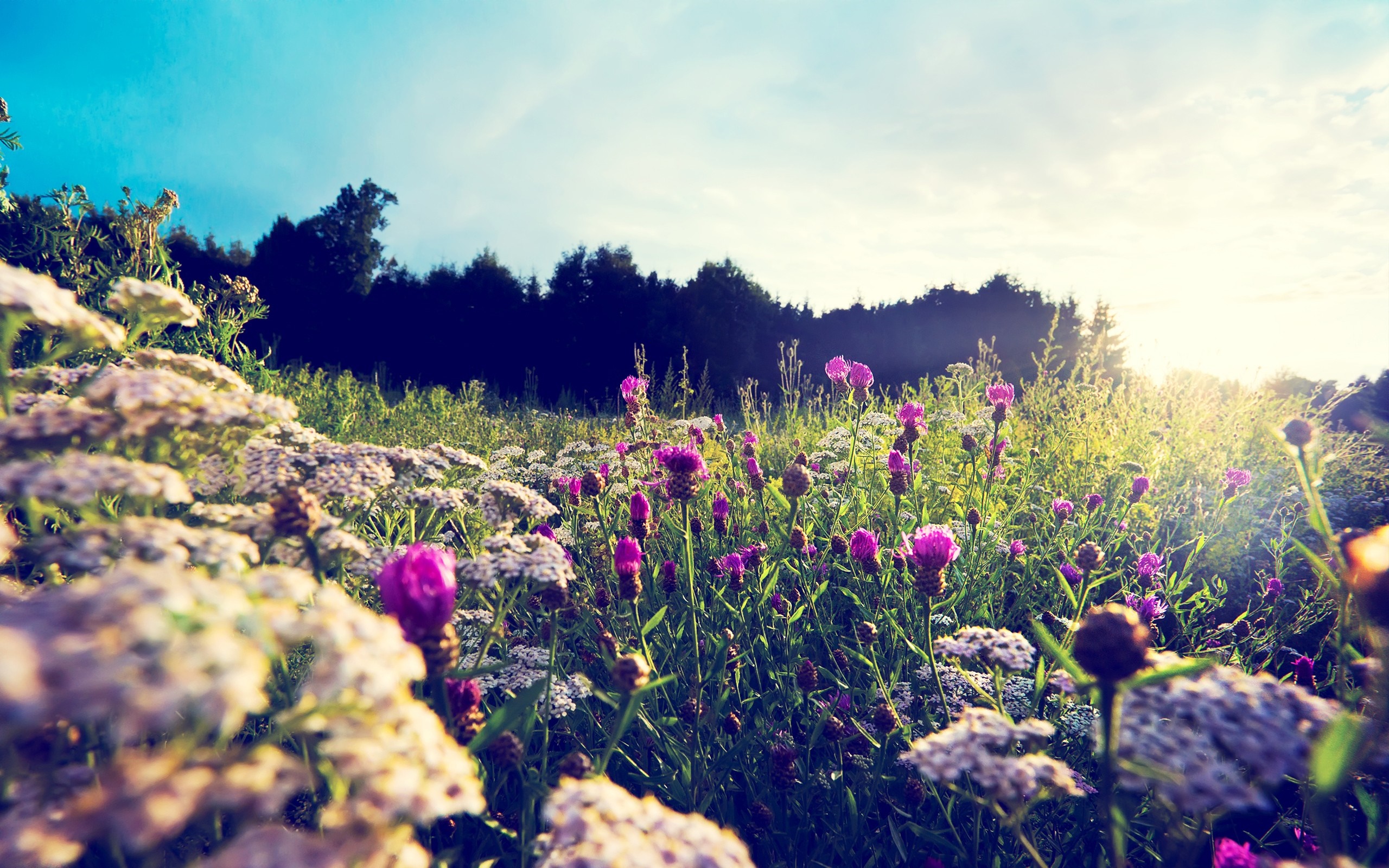 Field of wildflowers with purple thistles and white yarrow HD Wallpaper
