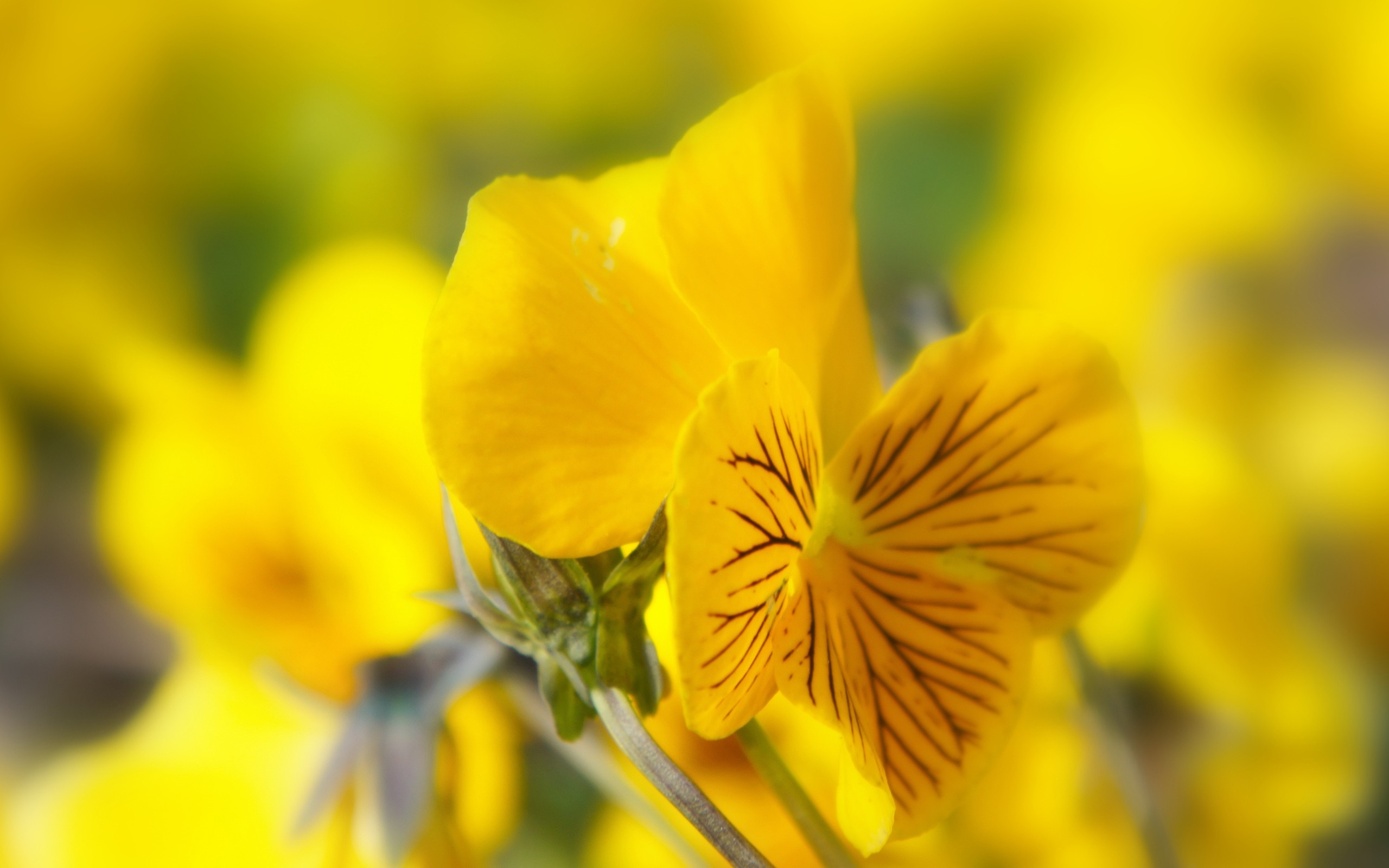Close up of yellow pansy flower with dark stripes HD Wallpaper