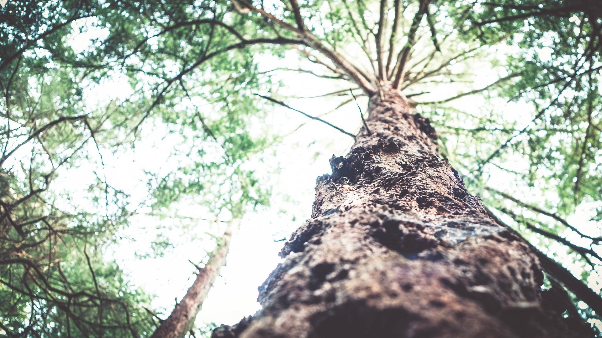 Looking up at a tall tree trunk in a forest HD Wallpaper