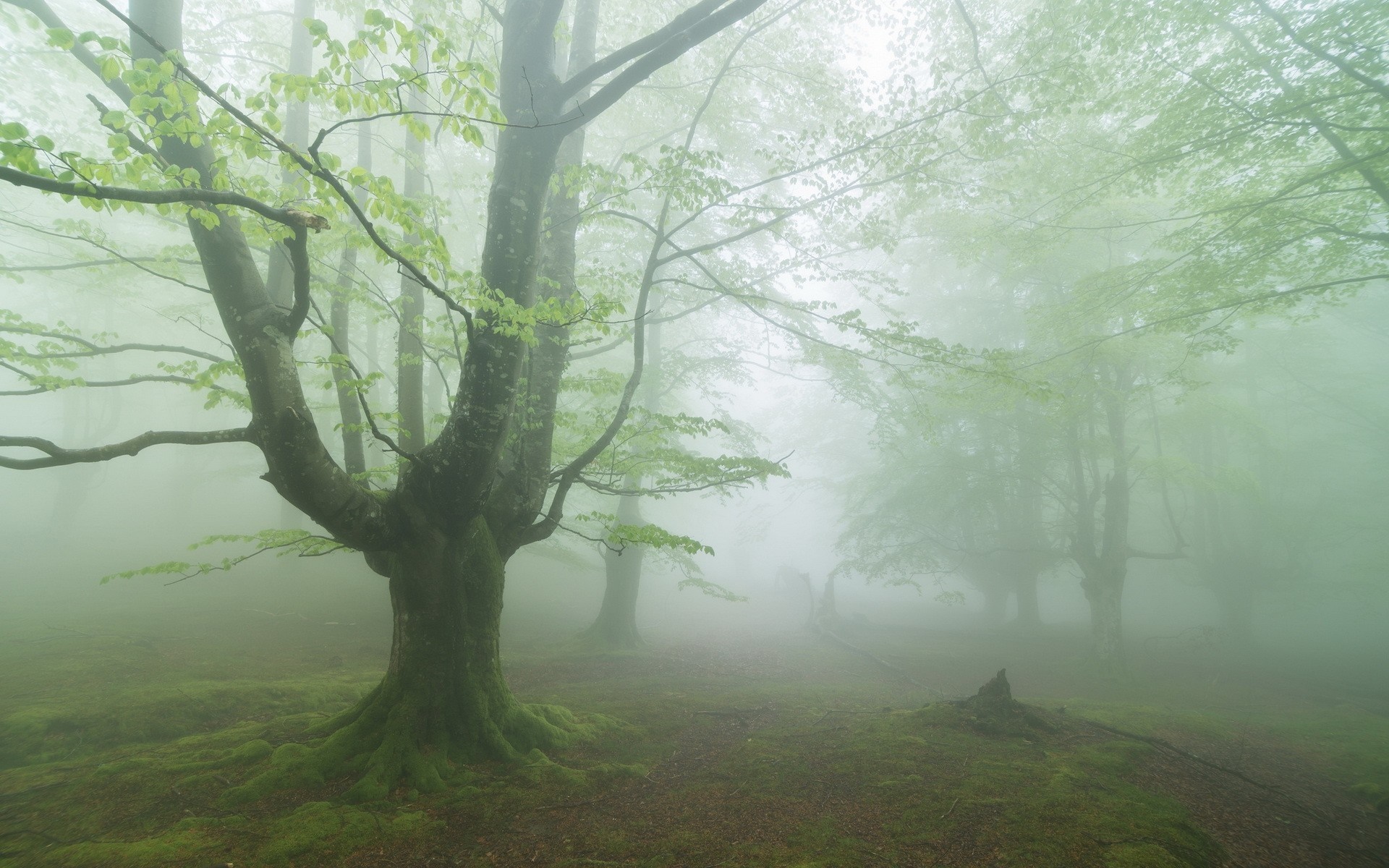 Misty forest with ancient trees and mossy ground HD Wallpaper