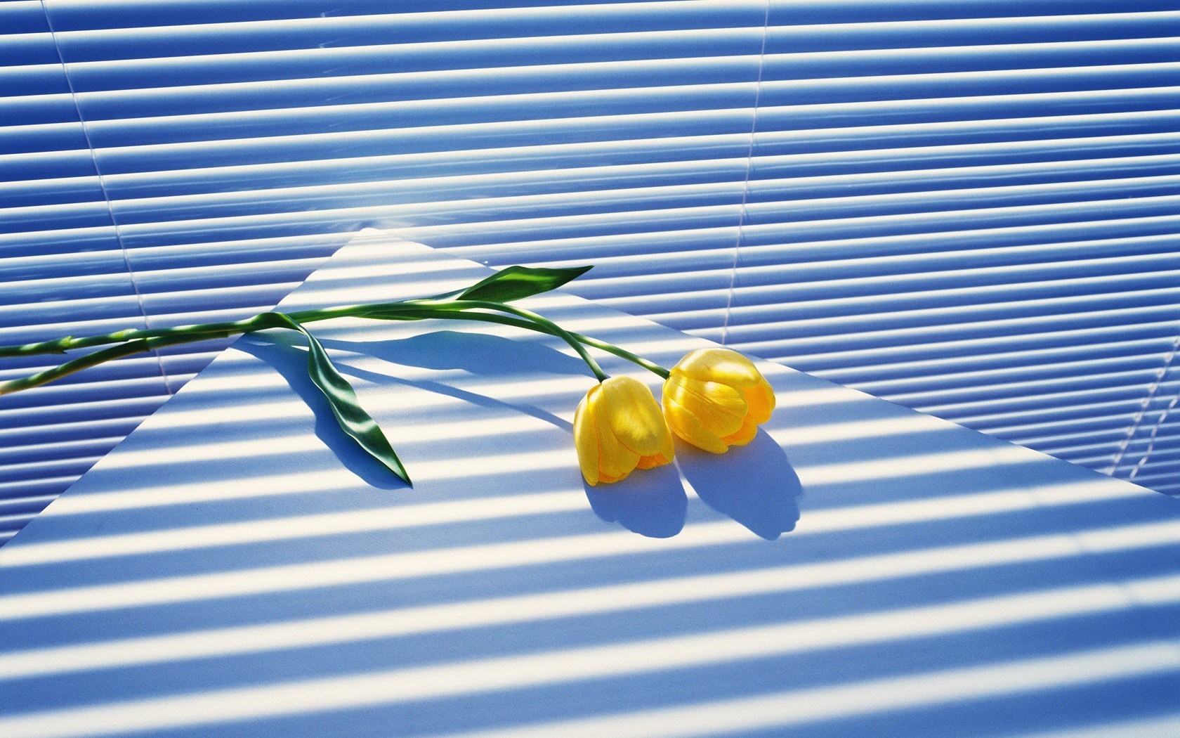 Yellow tulips and leaves on a surface with blinds shadow HD Wallpaper