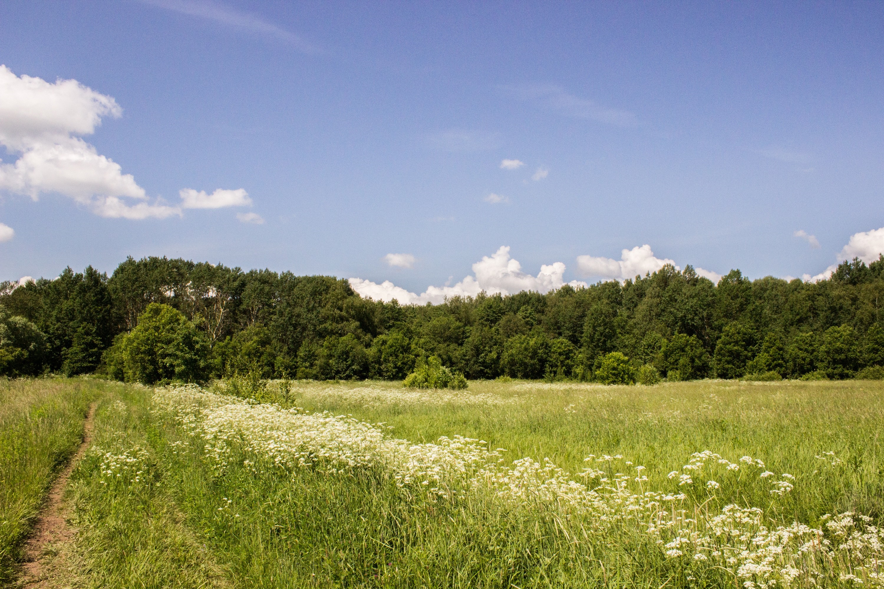 Meadow with wildflowers and forest under a blue sky HD Wallpaper