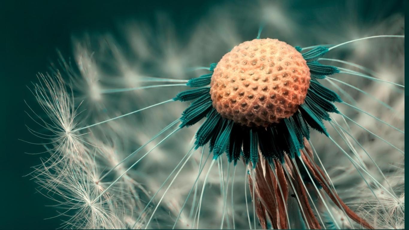 Close-up of a dandelion seed head with teal accents HD Wallpaper