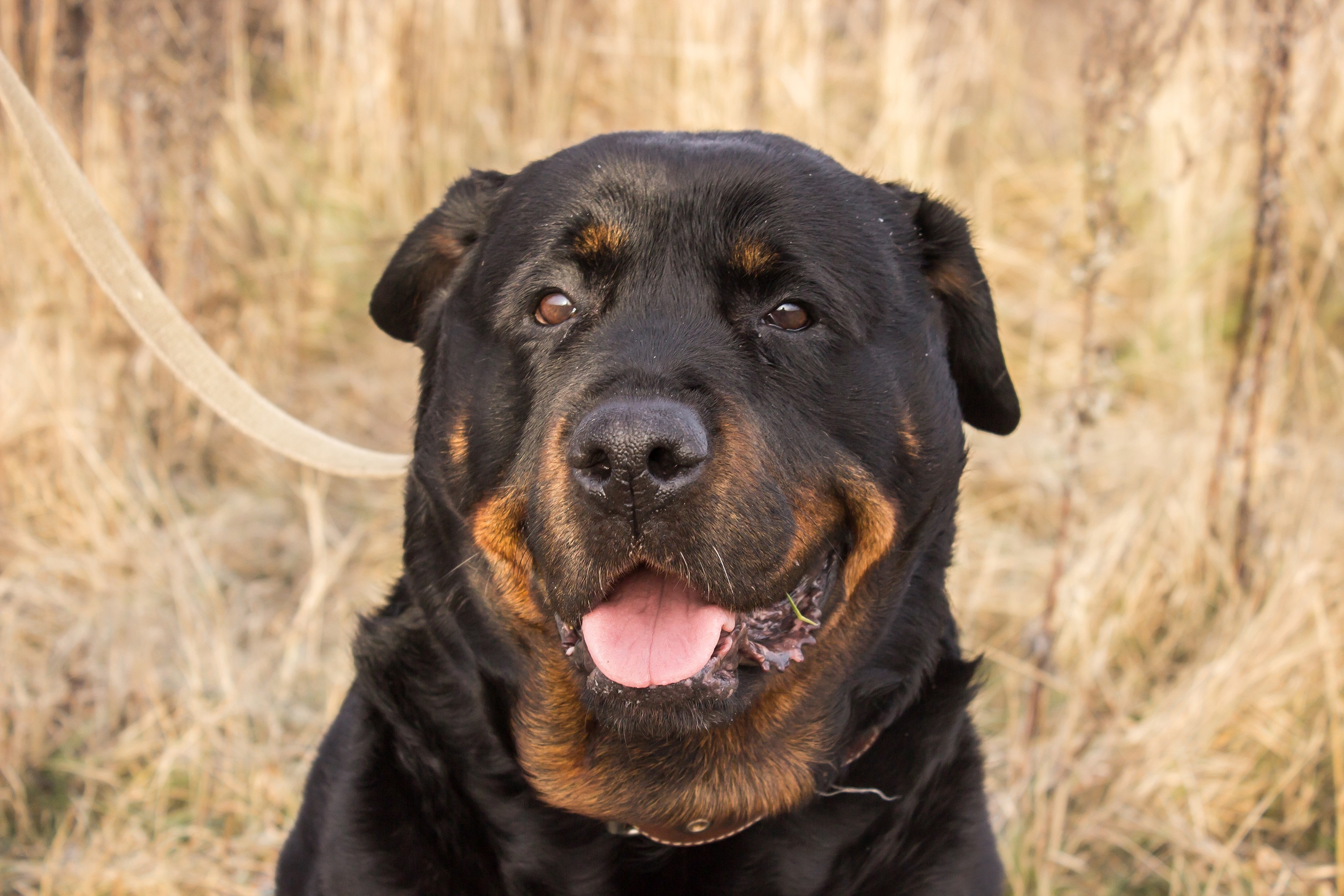 Rottweiler dog in a field HD Wallpaper