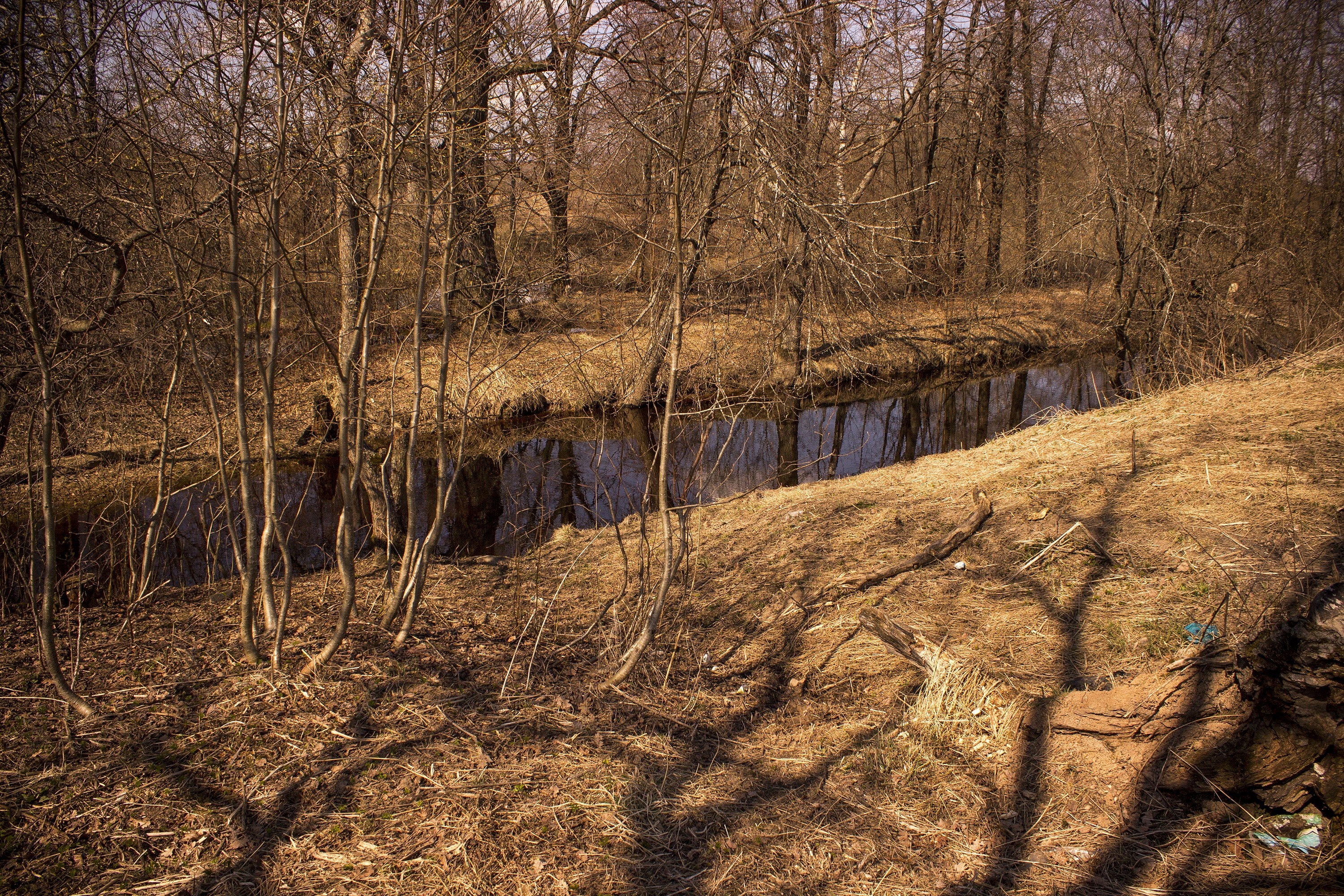 Bare trees line a narrow stream in a dry forest HD Wallpaper