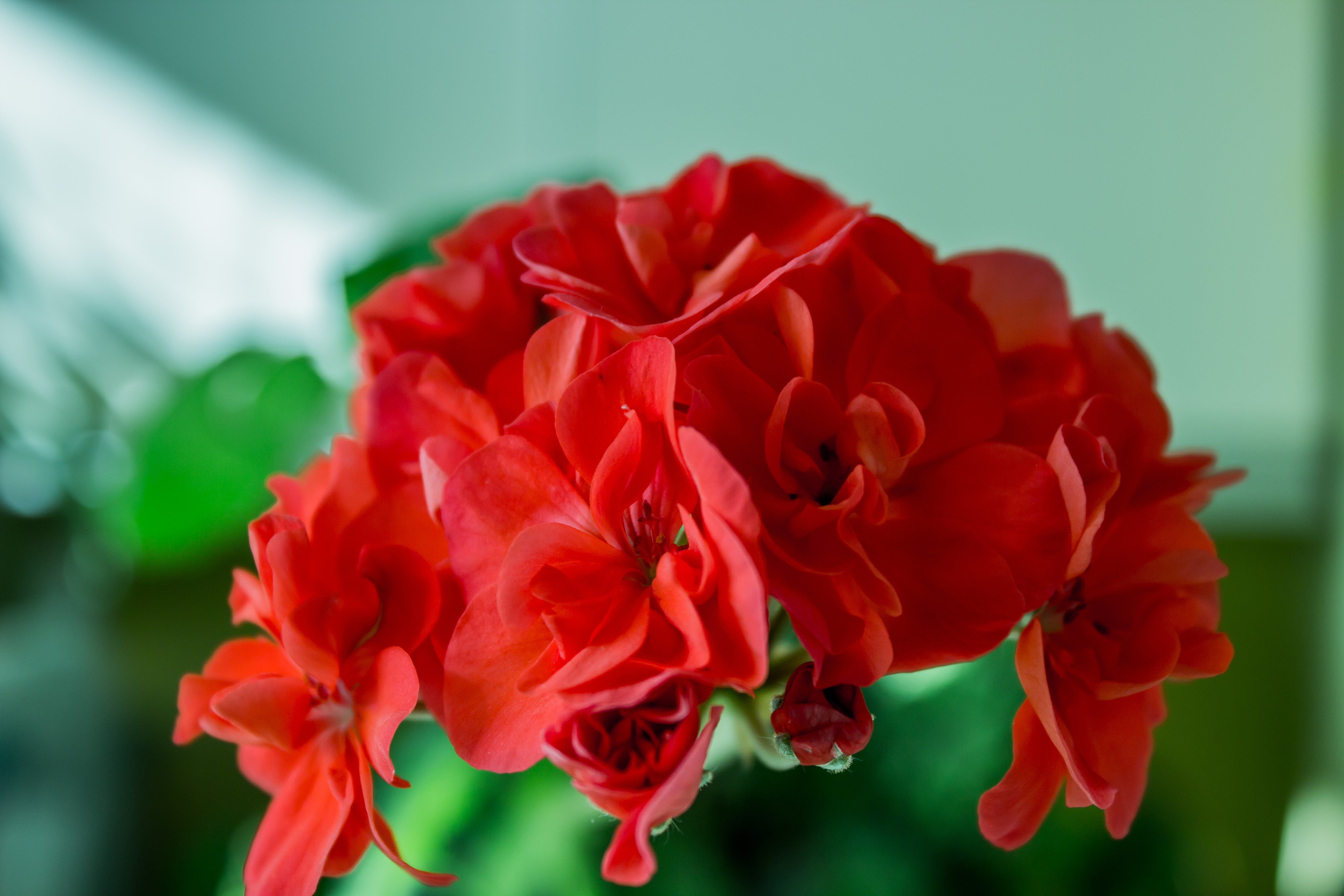 Close up of red geranium flowers HD Wallpaper