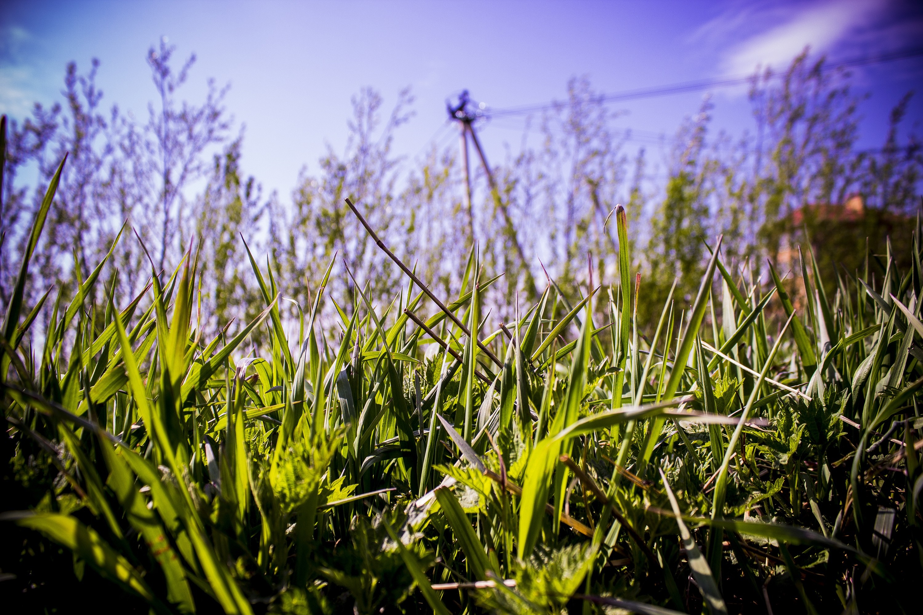 Low angle view of green grass with trees and power lines in background HD Wallpaper