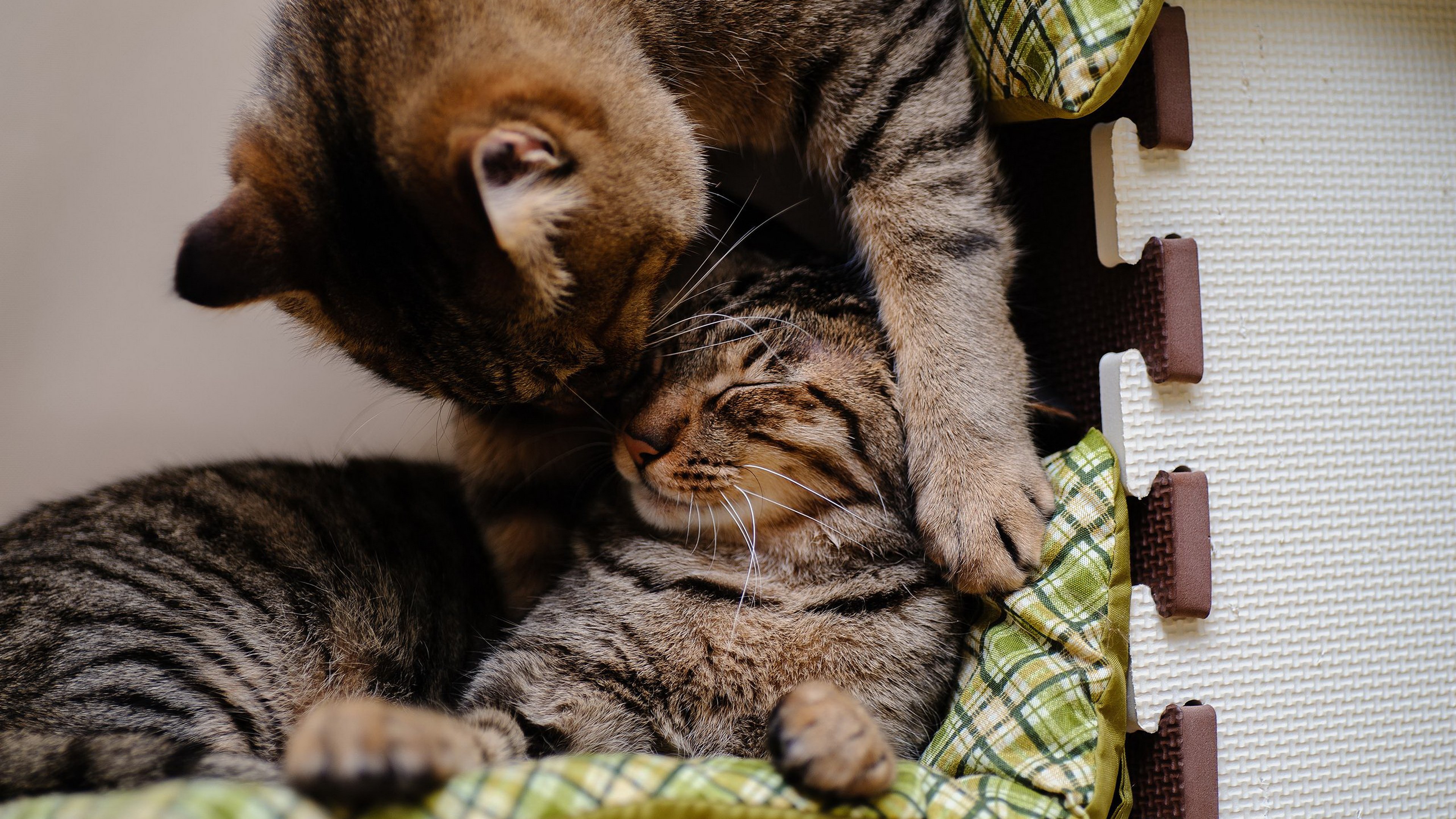 Two cats cuddling on a green blanket HD Wallpaper