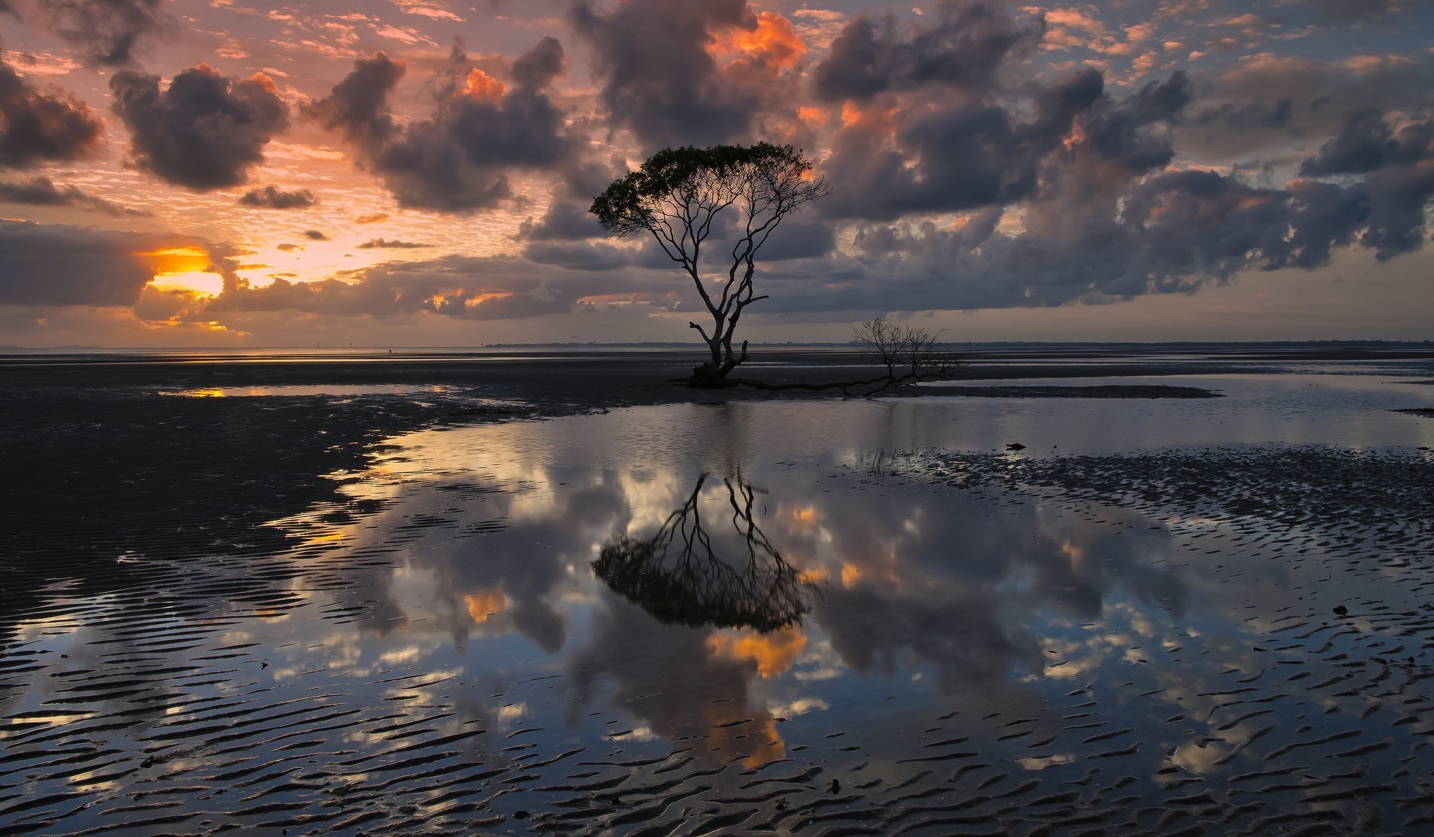 Lone tree reflecting in water at sunset with clouds HD Wallpaper