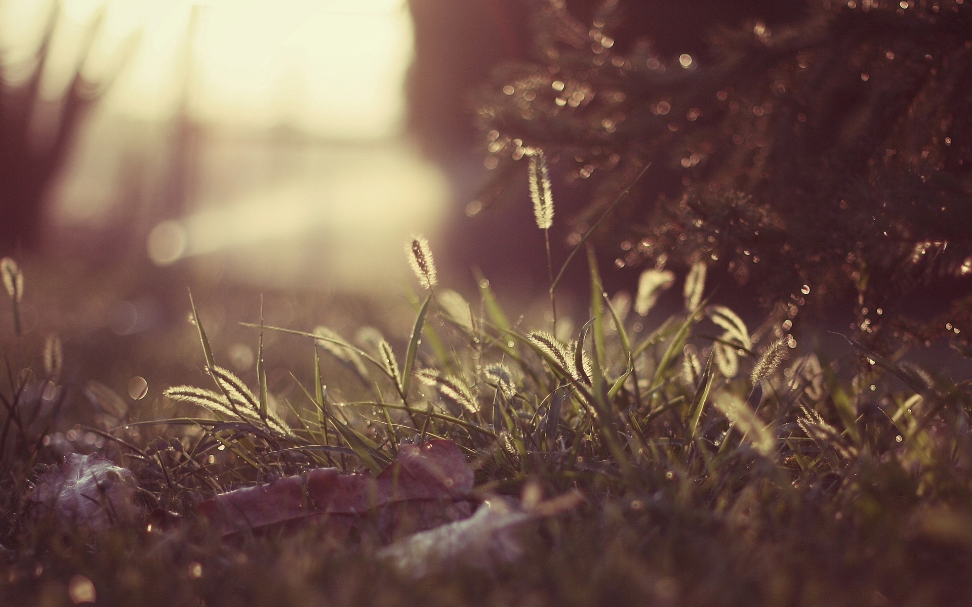 Sunlight on grass with bokeh effect HD Wallpaper