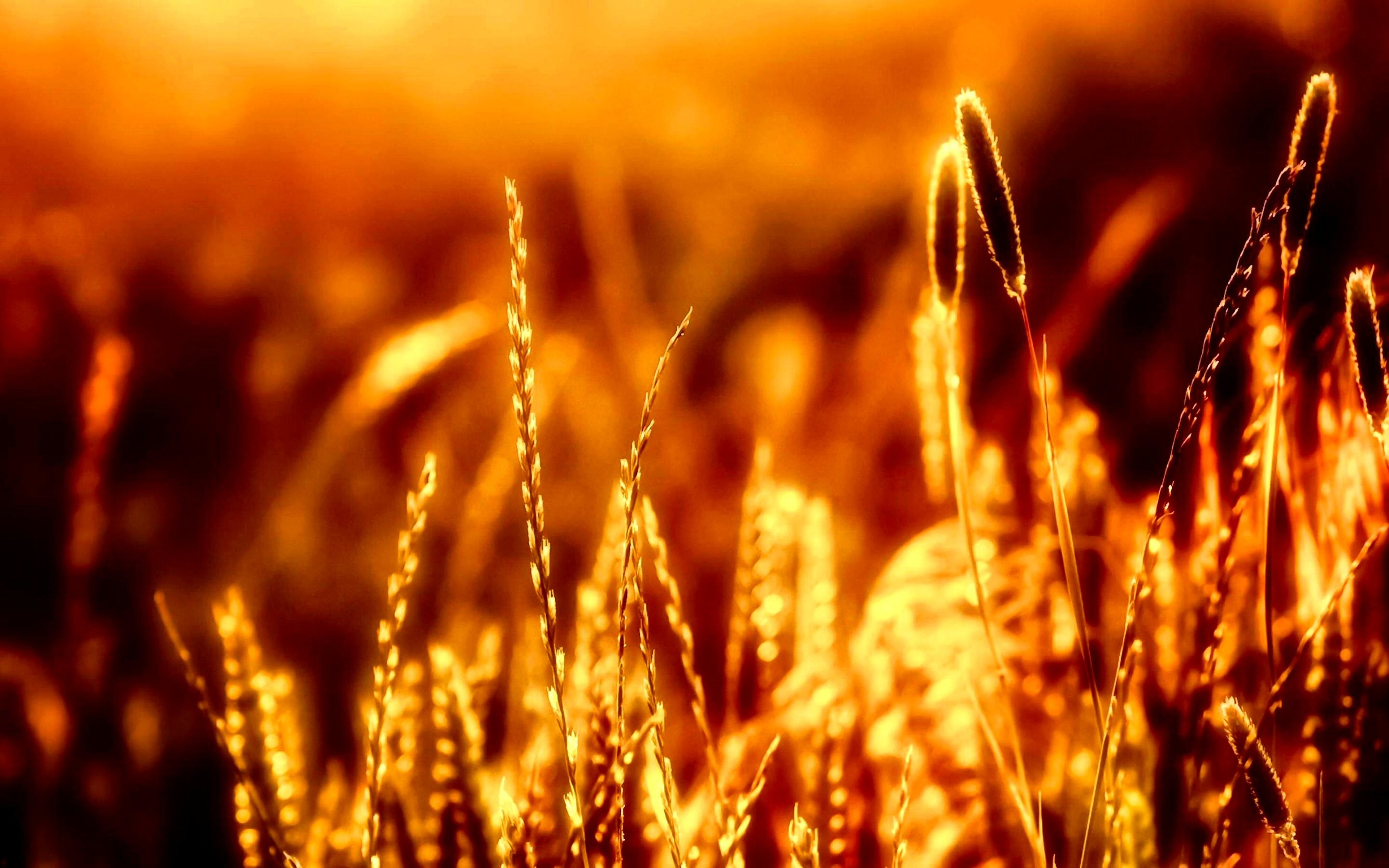 Close-up of wheat stalks in golden sunlight HD Wallpaper