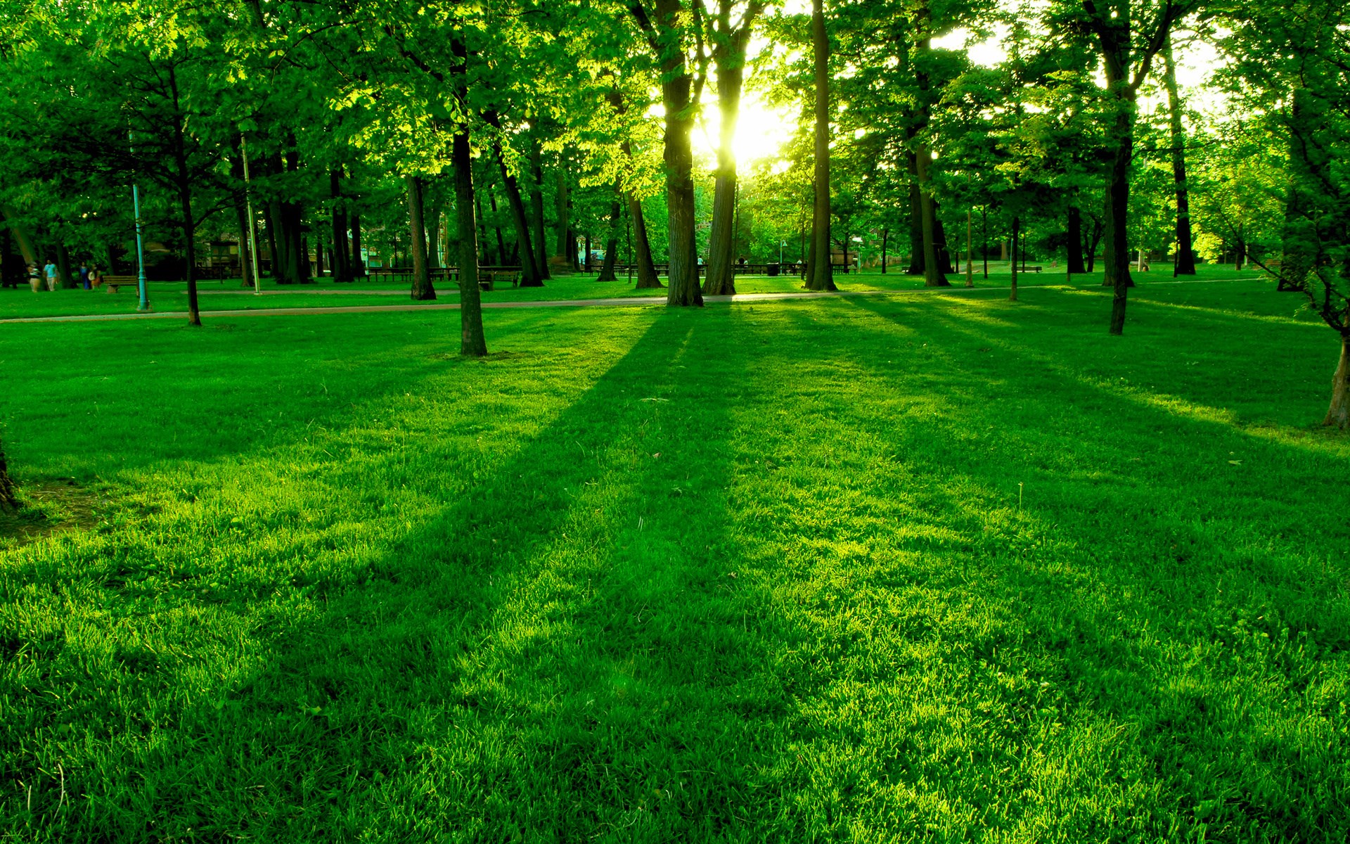 Sunlight filtering through trees in a park HD Wallpaper