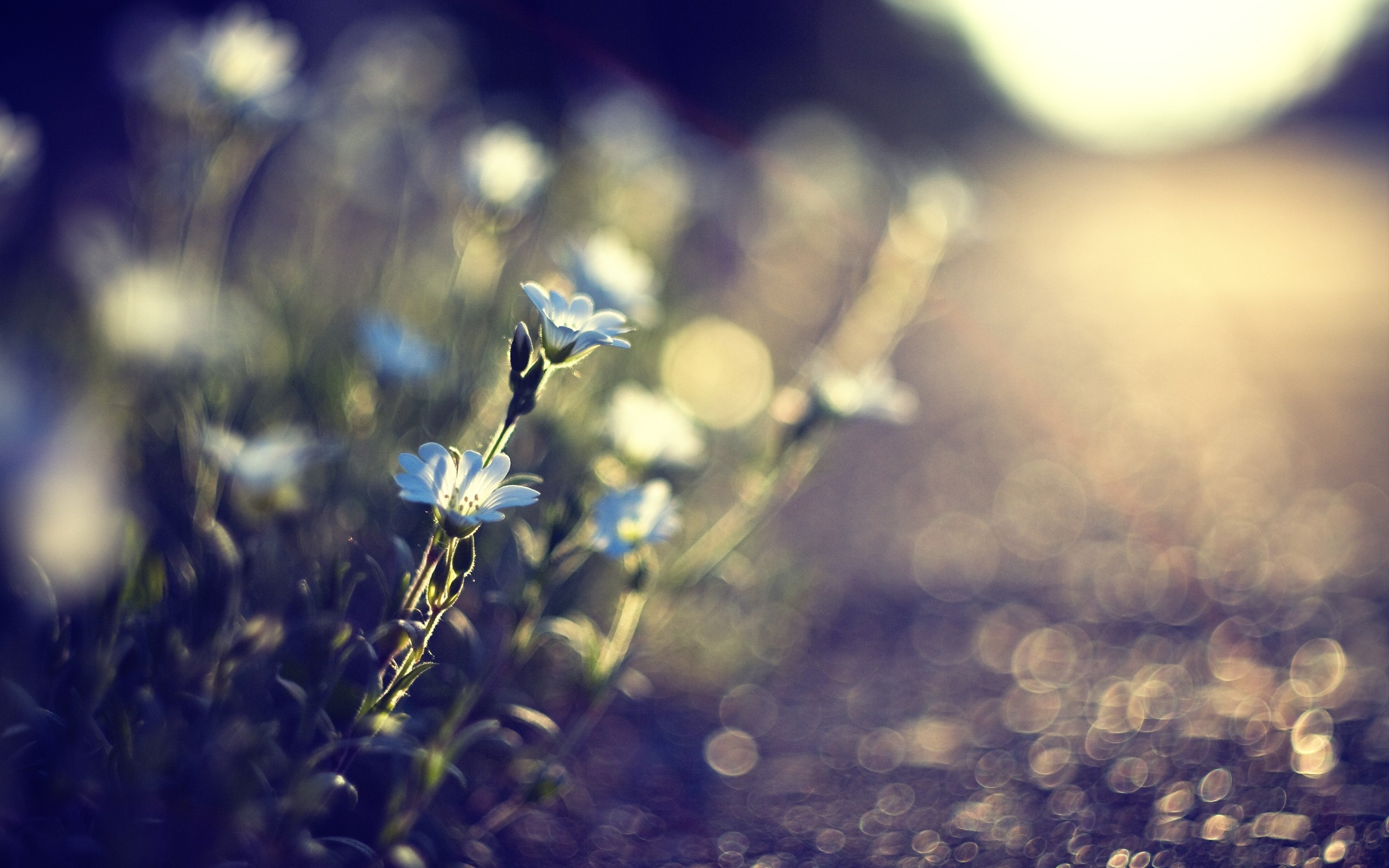 Close-up of small white flowers with bokeh background HD Wallpaper