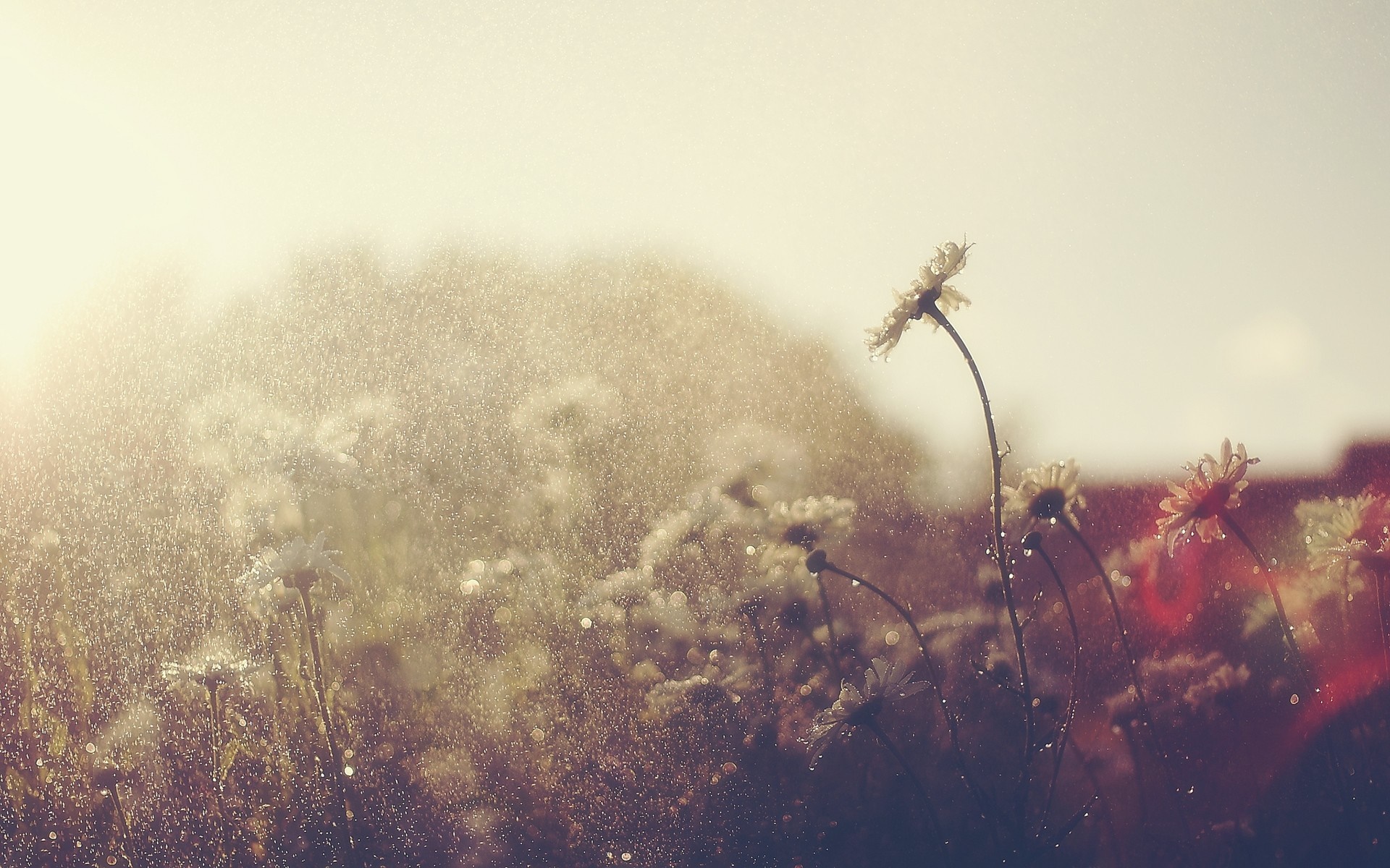 Flowers in sunlight with water drops HD Wallpaper