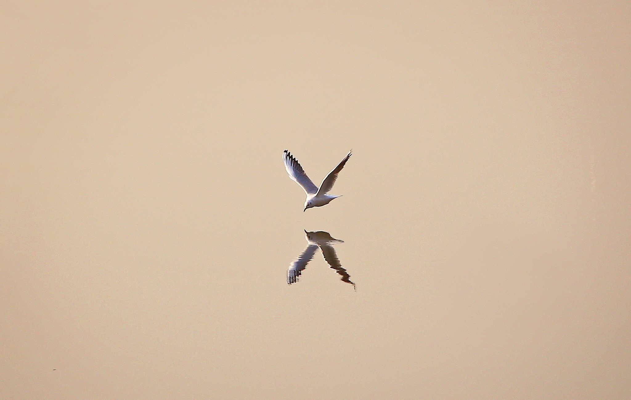 Seagull flying over water with reflection HD Wallpaper