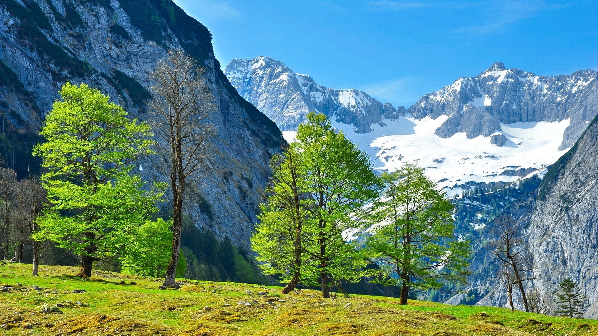 Mountain valley with trees and snow-capped peaks HD Wallpaper