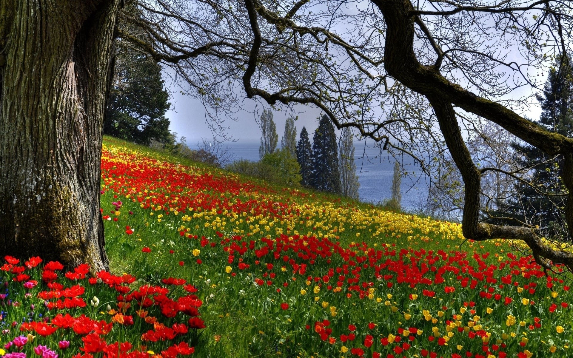 Field of red and yellow tulips with trees and a lake HD Wallpaper