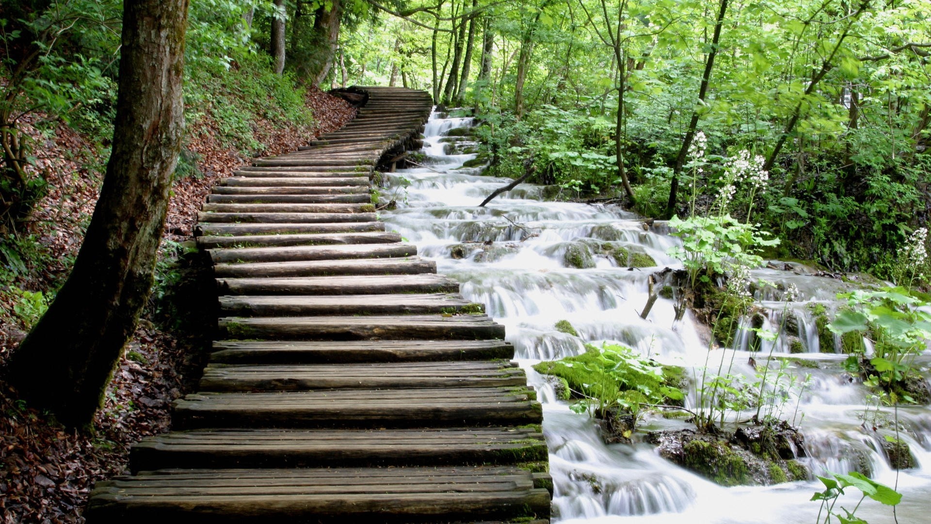 Wooden boardwalk alongside a cascading waterfall in a forest HD Wallpaper