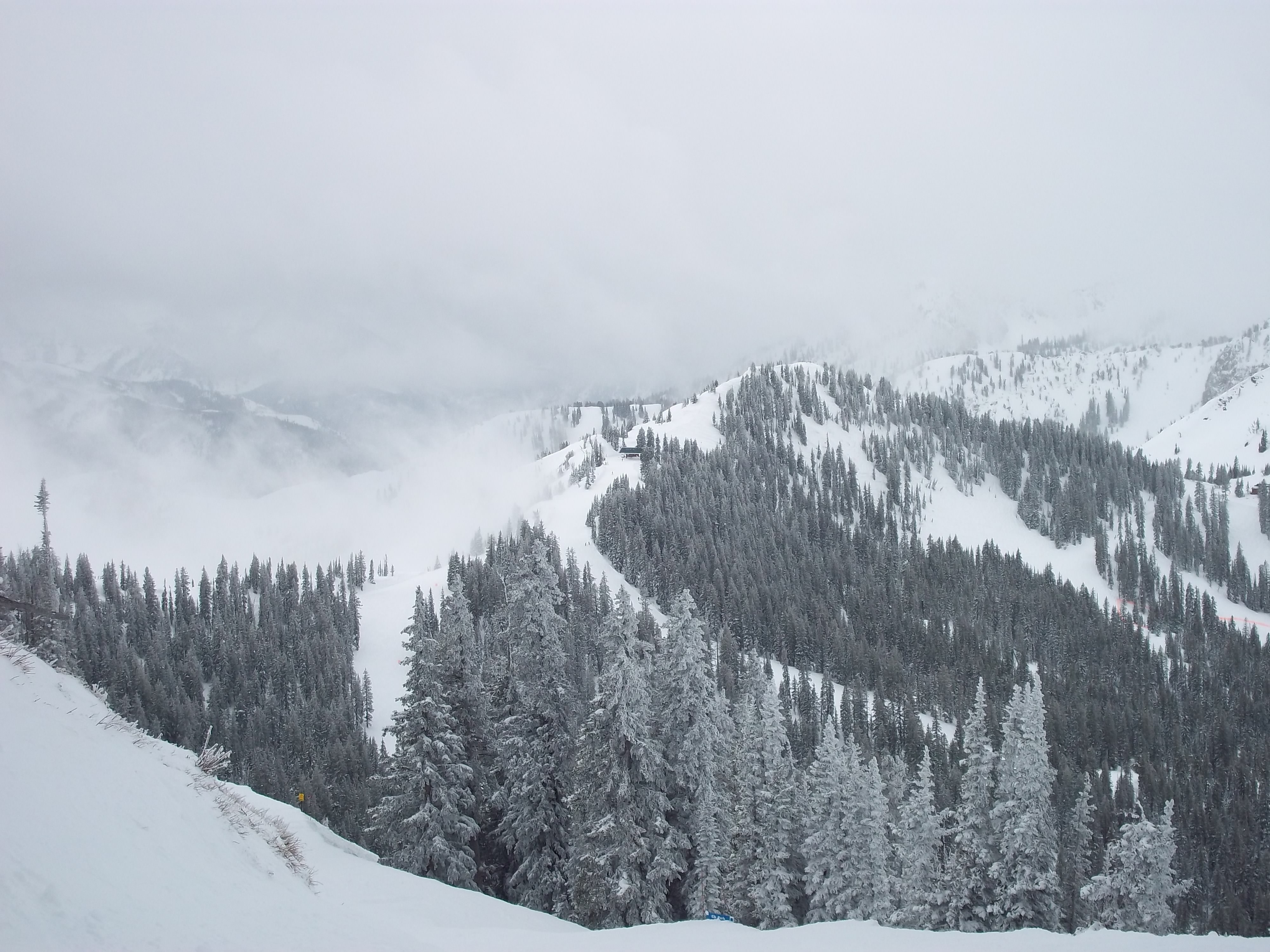 Snowy mountain range with pine trees and ski slopes HD Wallpaper