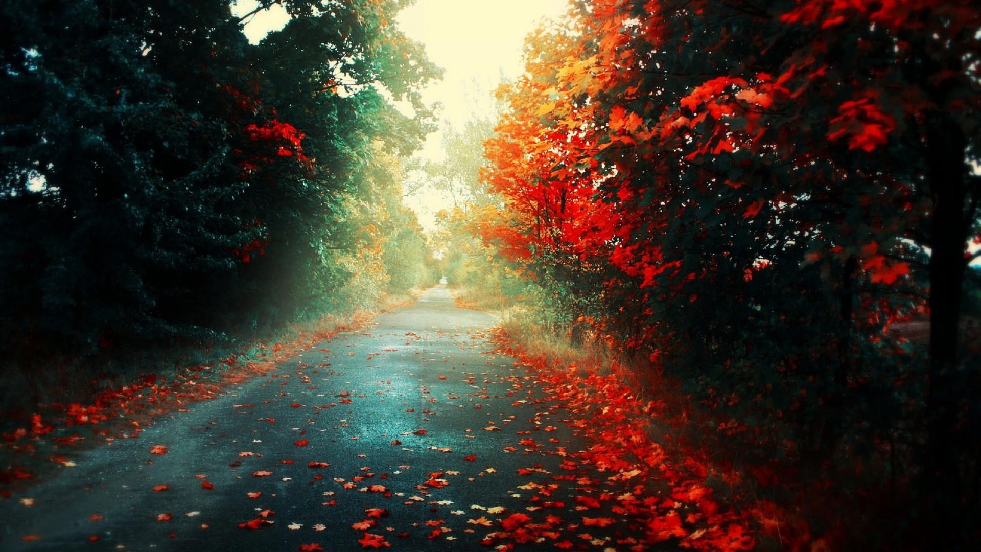Autumn road with red and green trees and fallen leaves HD Wallpaper