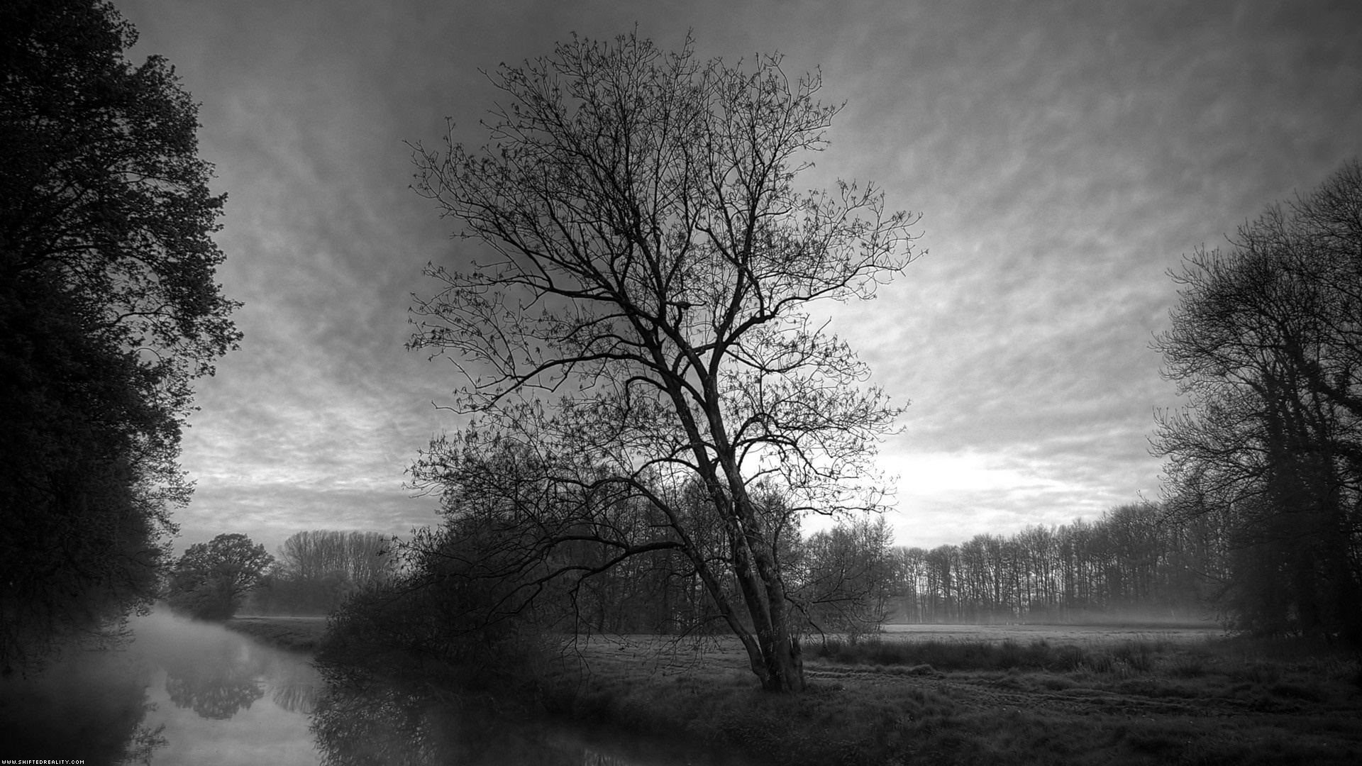 Misty river and bare trees at dawn HD Wallpaper