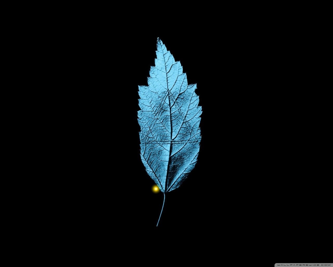 Blue leaf with yellow spot on black background HD Wallpaper