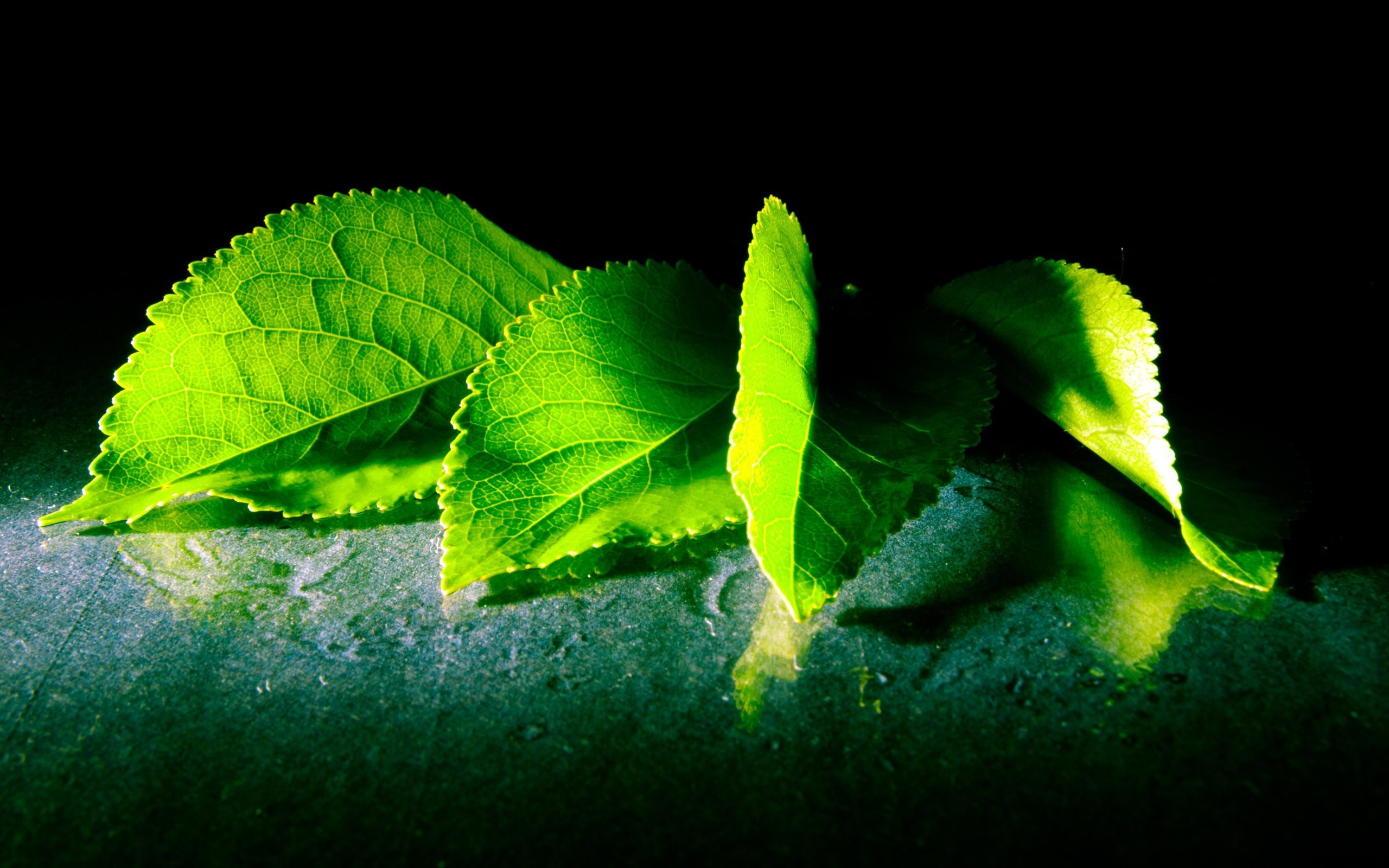Close up of green leaves with sunlight HD Wallpaper