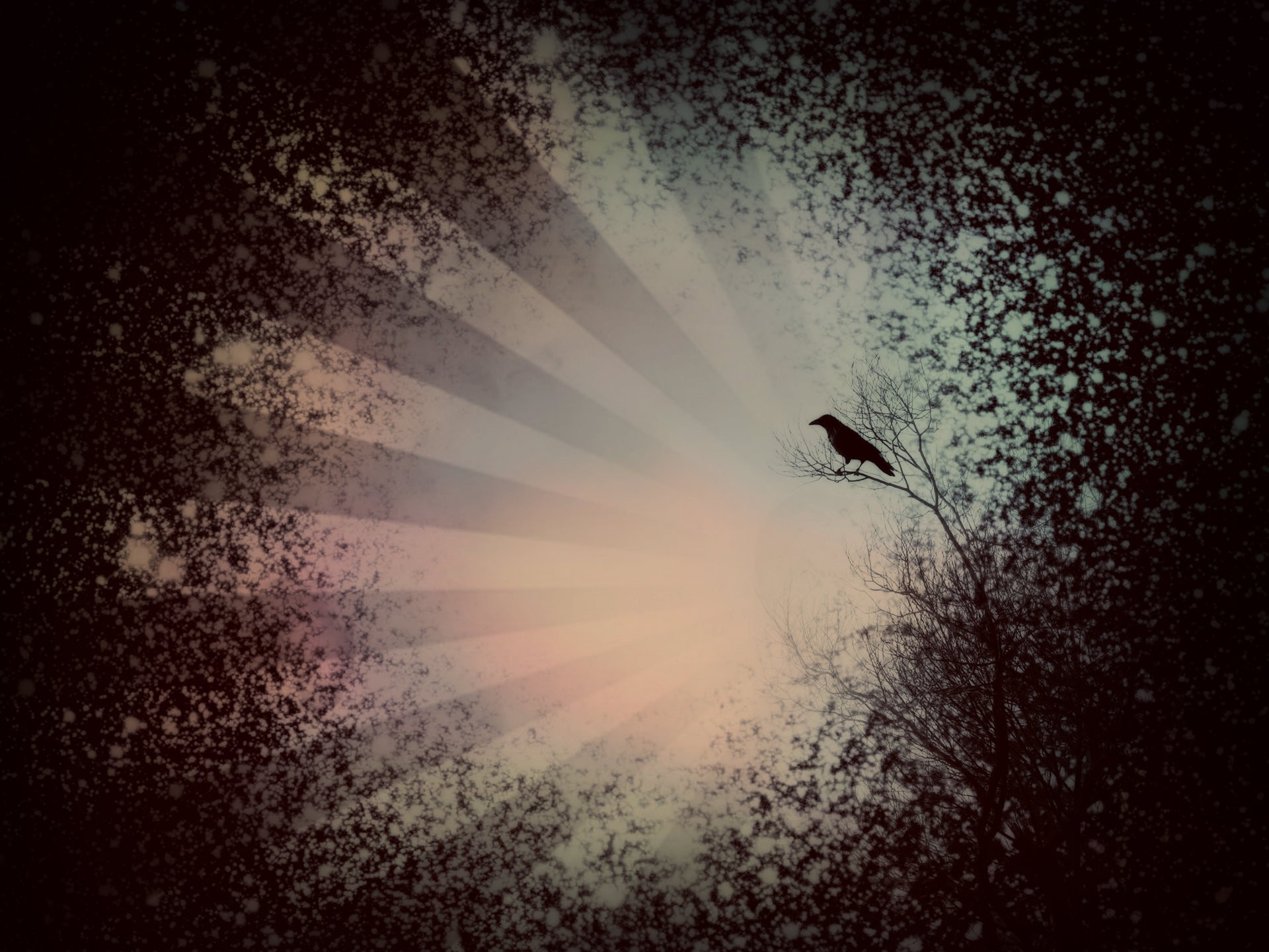 Silhouette of a crow on a tree branch with sun rays HD Wallpaper