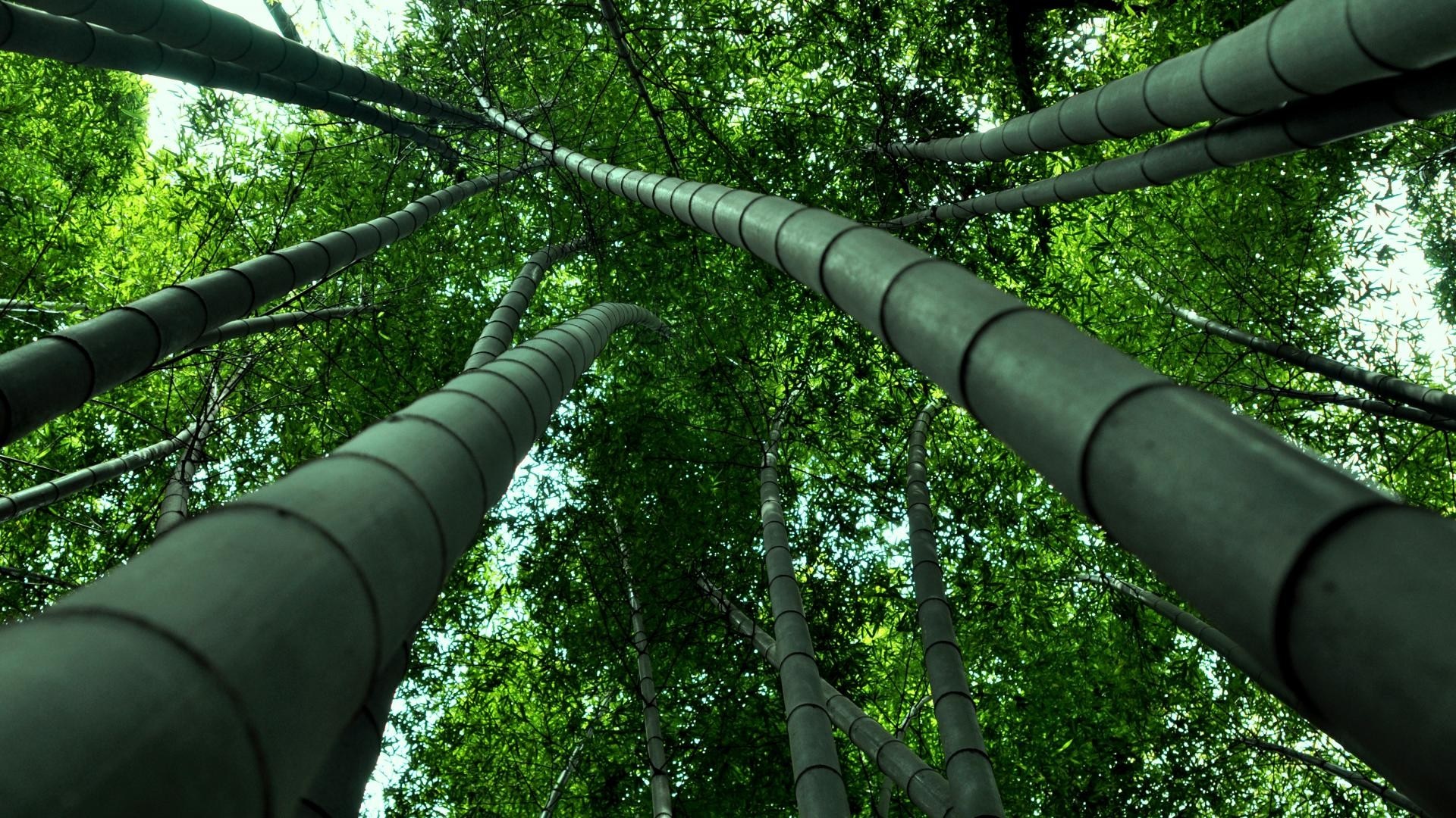 Looking up through a dense bamboo forest HD Wallpaper
