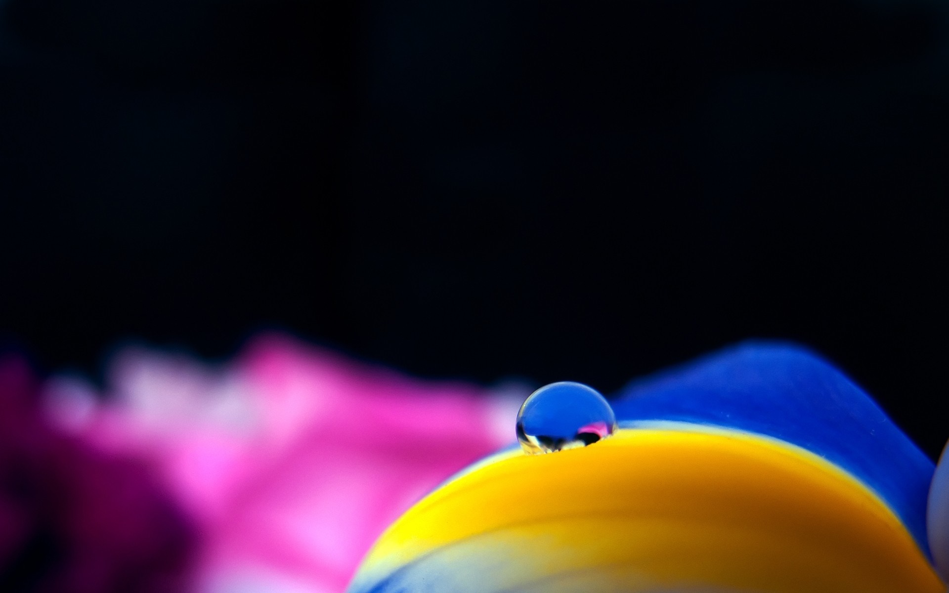 Macro shot of a water droplet on a yellow and blue surface with pink blurred background HD Wallpaper