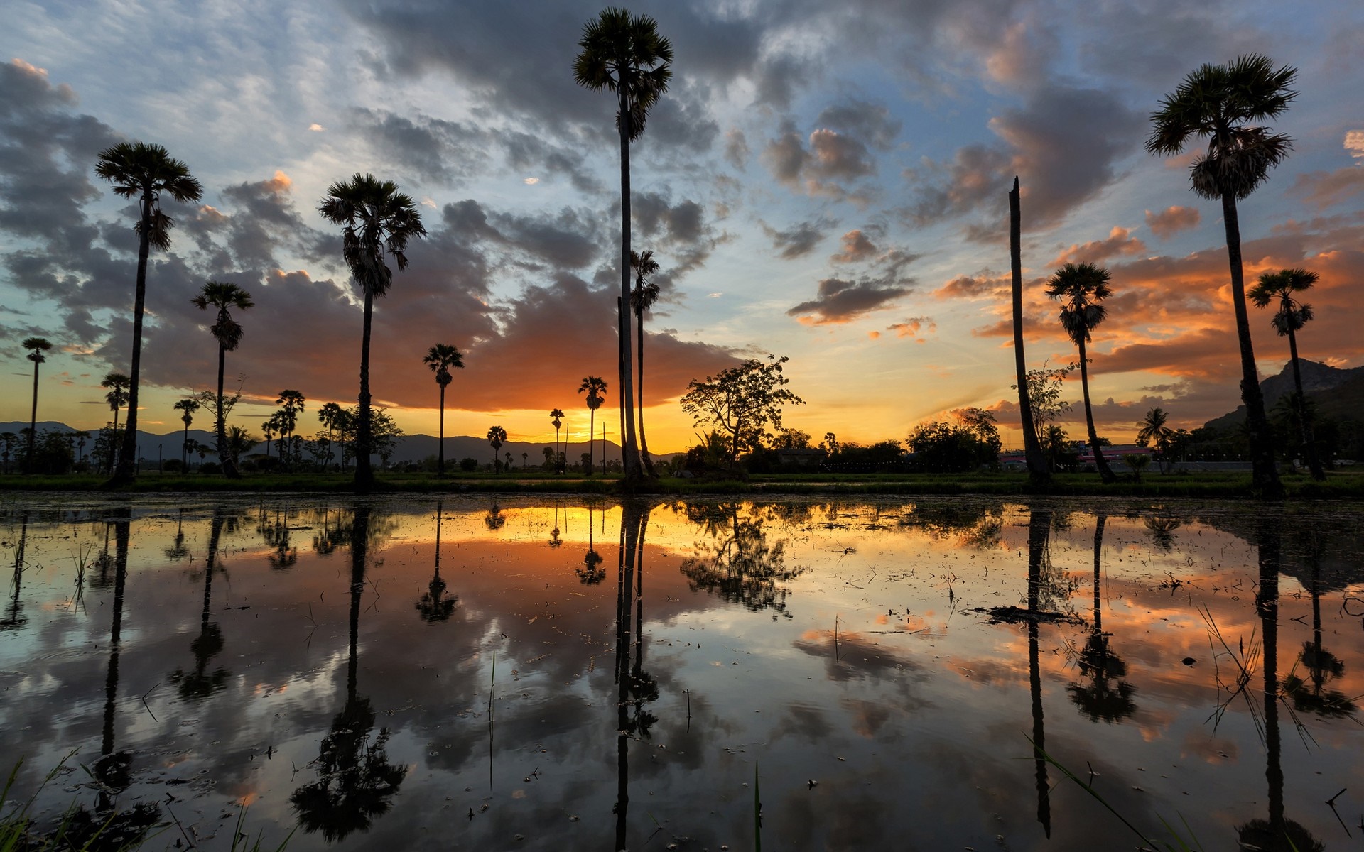 Palm trees reflected in water at sunset HD Wallpaper