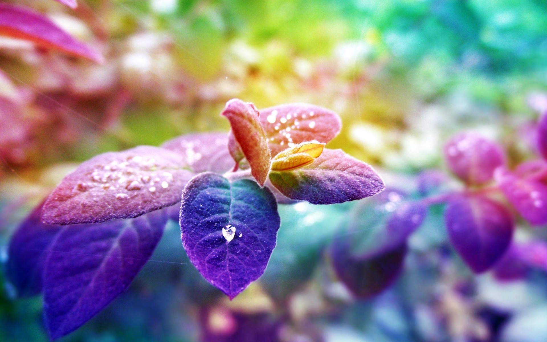 Colorful leaves with water droplets and bokeh background HD Wallpaper