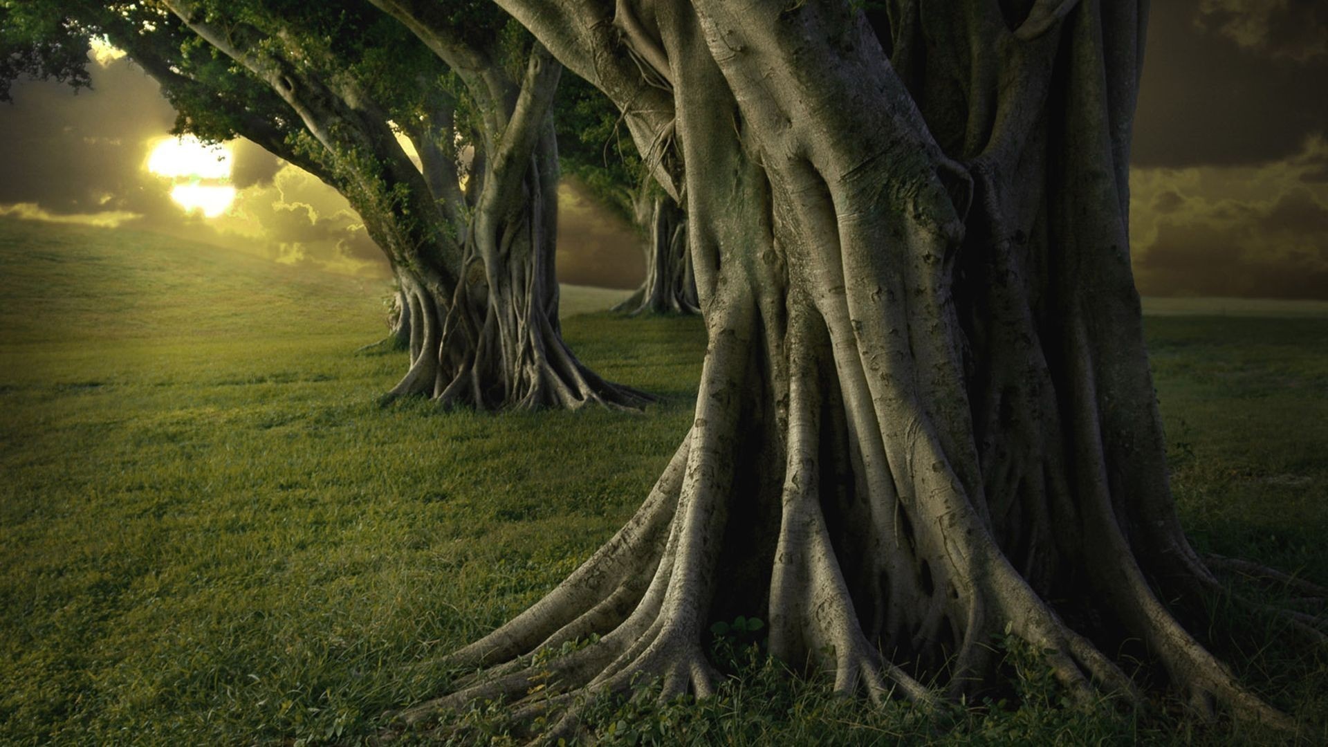 Sunlight filtering through trees in a grassy field HD Wallpaper