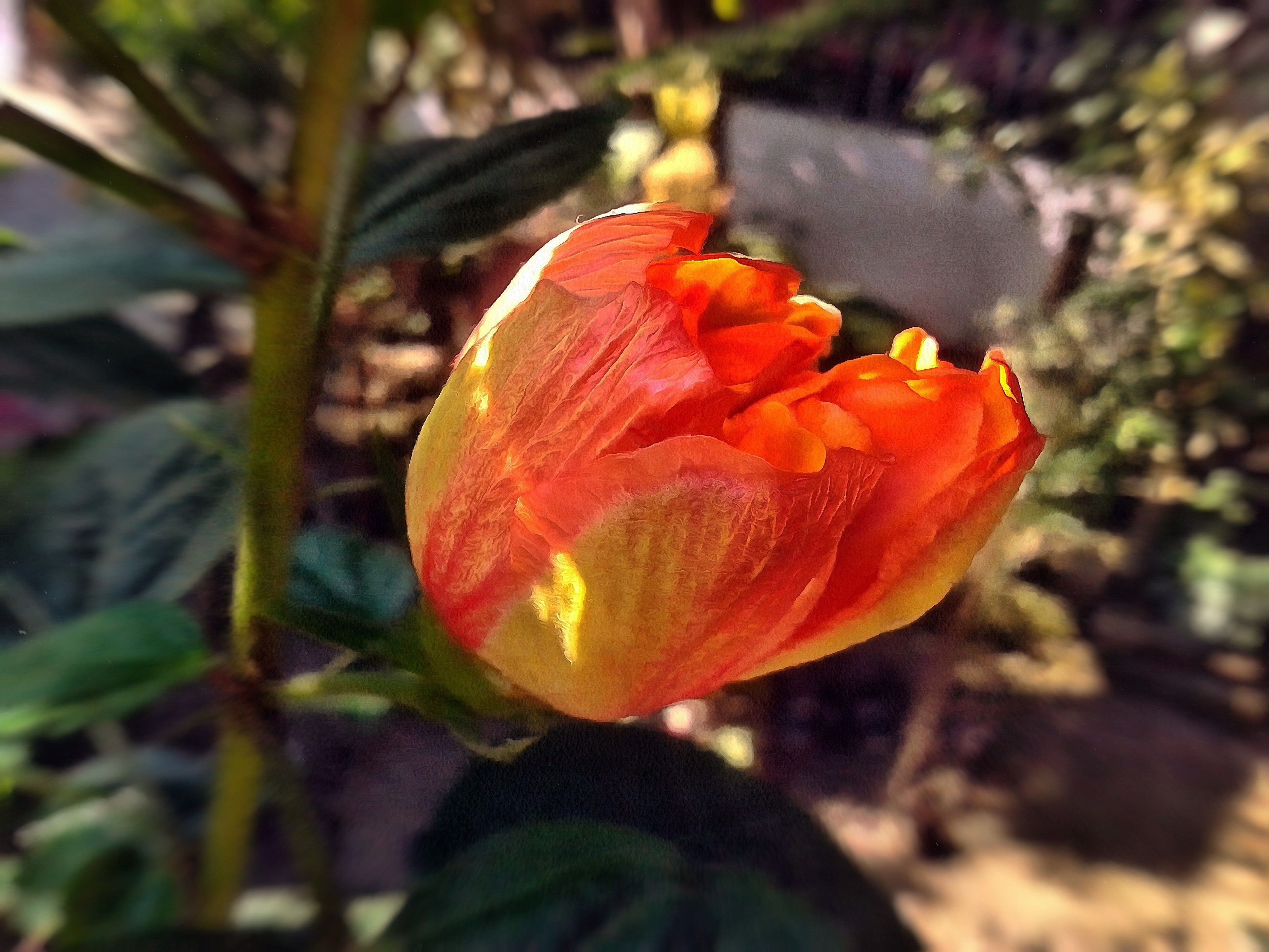 Orange hibiscus flower bud with green stem HD Wallpaper