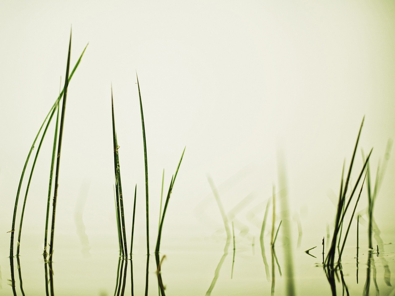 Green grass stalks reflected in calm water HD Wallpaper