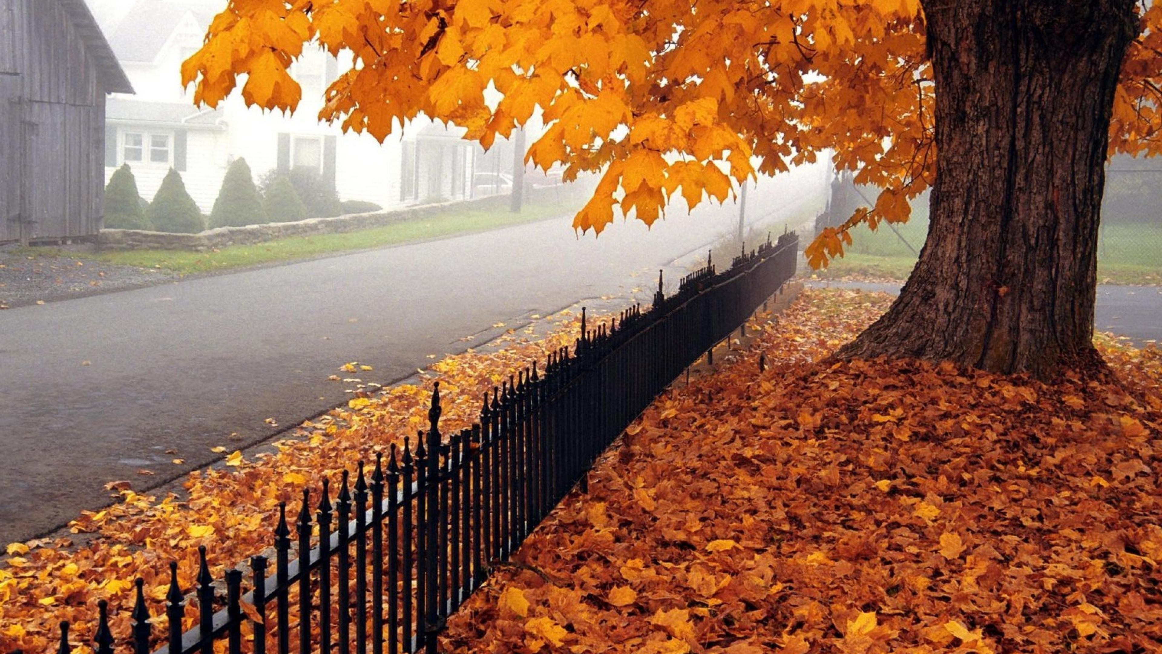 Autumn scene with fallen leaves and a tree HD Wallpaper