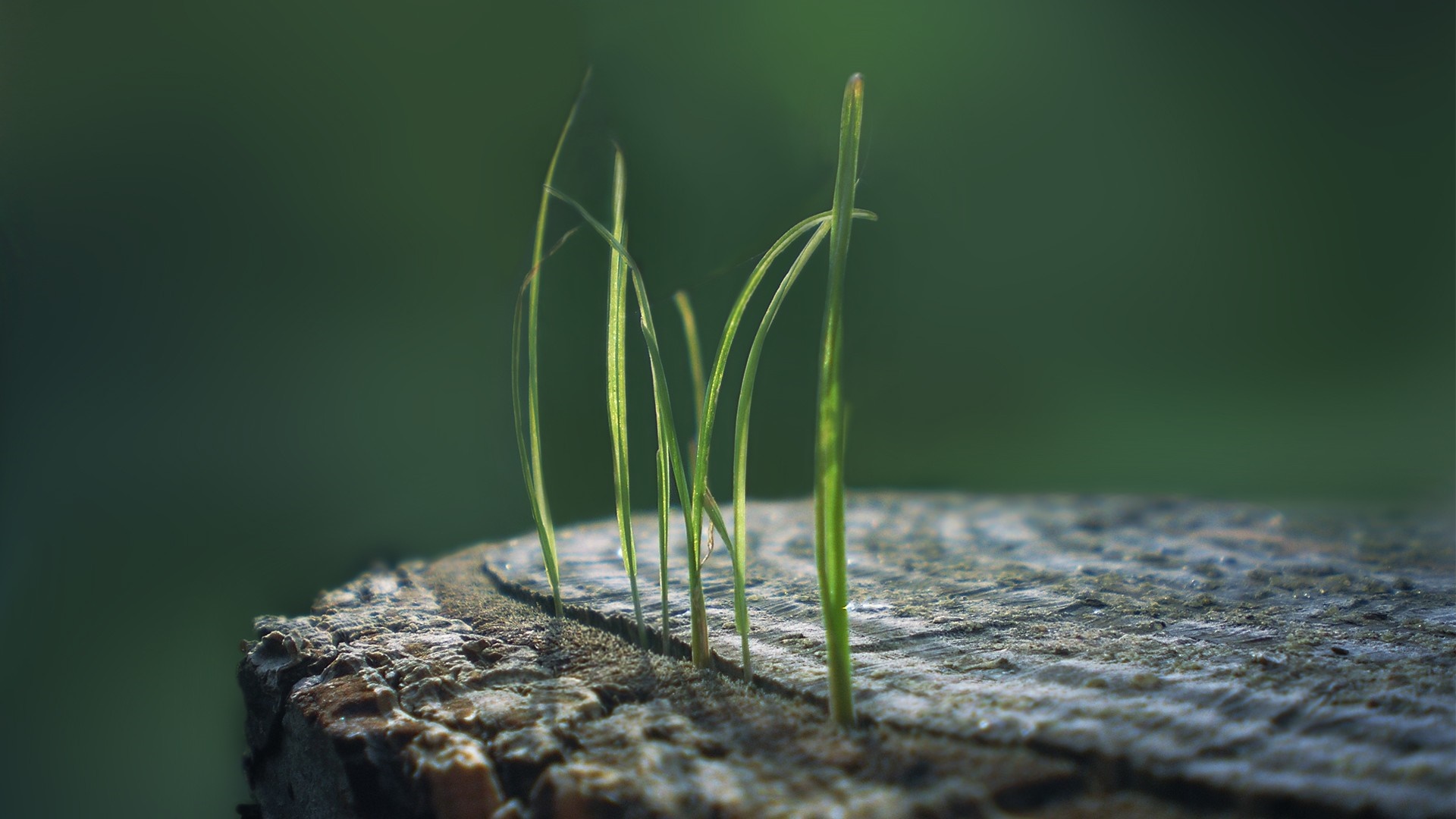 Grass sprouts on a tree stump in sunlight HD Wallpaper